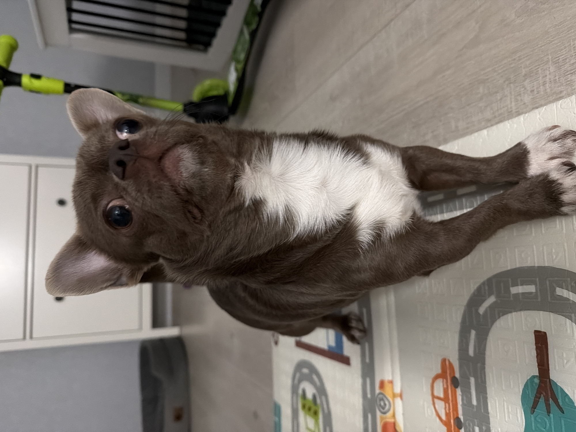 A brown and white Chihuahua lies on its stomach on a foam play mat patterned with roads and vehicles. The dog's head is tilted upwards towards the camera. To the left of the dog is a white dresser or cabinet. In the background, there is a green toy and a keyboard. The location cannot be determined from the image.