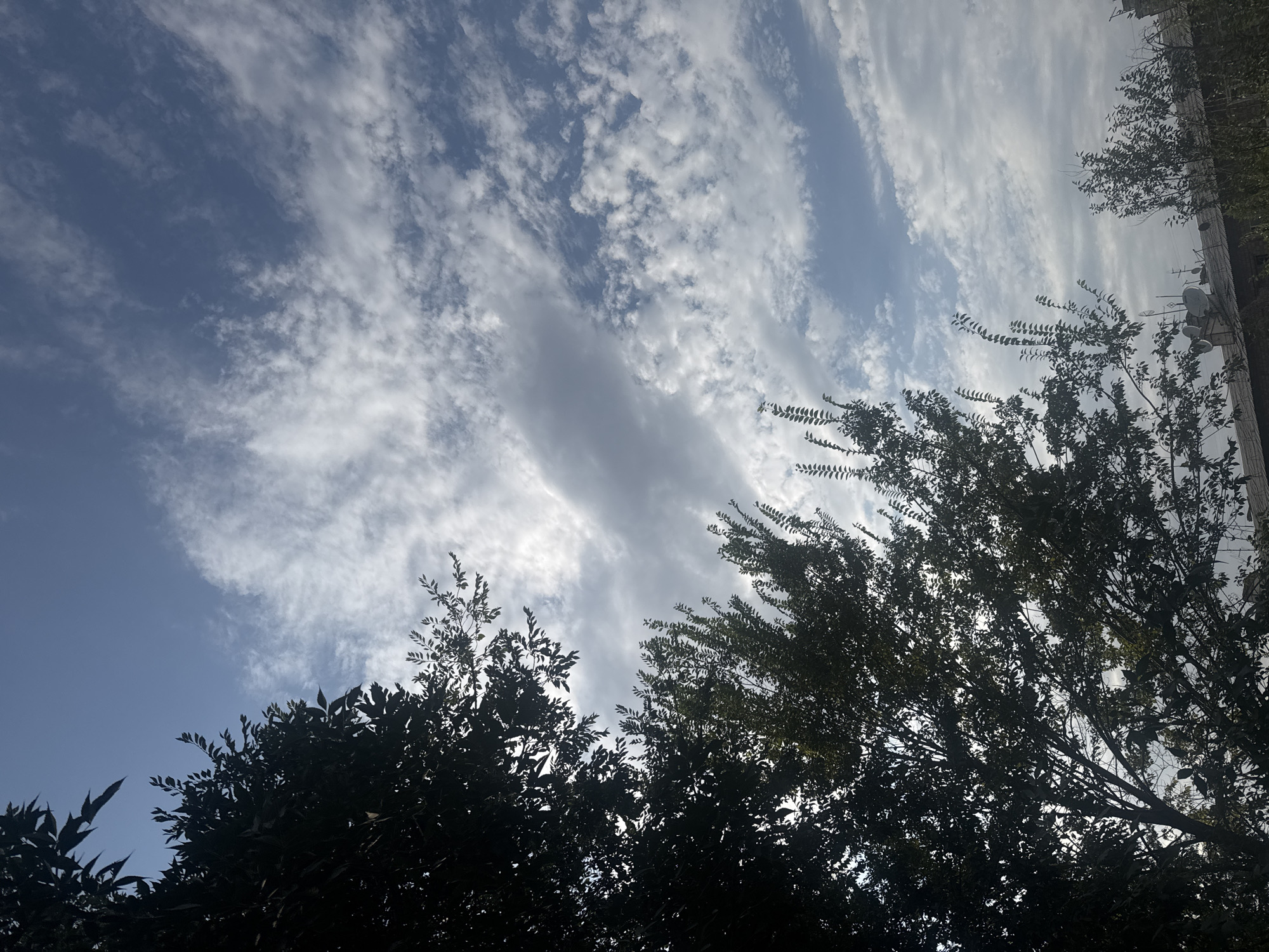 The image captures a section of the sky above a cityscape, with trees in the foreground. The sky is a pale blue, dotted with numerous small, wispy white clouds that stretch across the frame. One larger, elongated cloud with a slightly grayer hue is visible in the middle of the sky. In the lower left portion of the image, a large tree with dark green leaves is silhouetted against the sky. To the right and slightly lower, another tree with lighter green foliage is visible, its branches reaching upwards. The very bottom of the image shows the tops of buildings with some satellite dishes, suggesting an urban environment. The scene appears to be a snapshot of a daytime view, likely taken outdoors in Bishkek City, Kyrgyzstan, given the architectural style and the overall atmosphere. There are no people or animals visible in the frame.