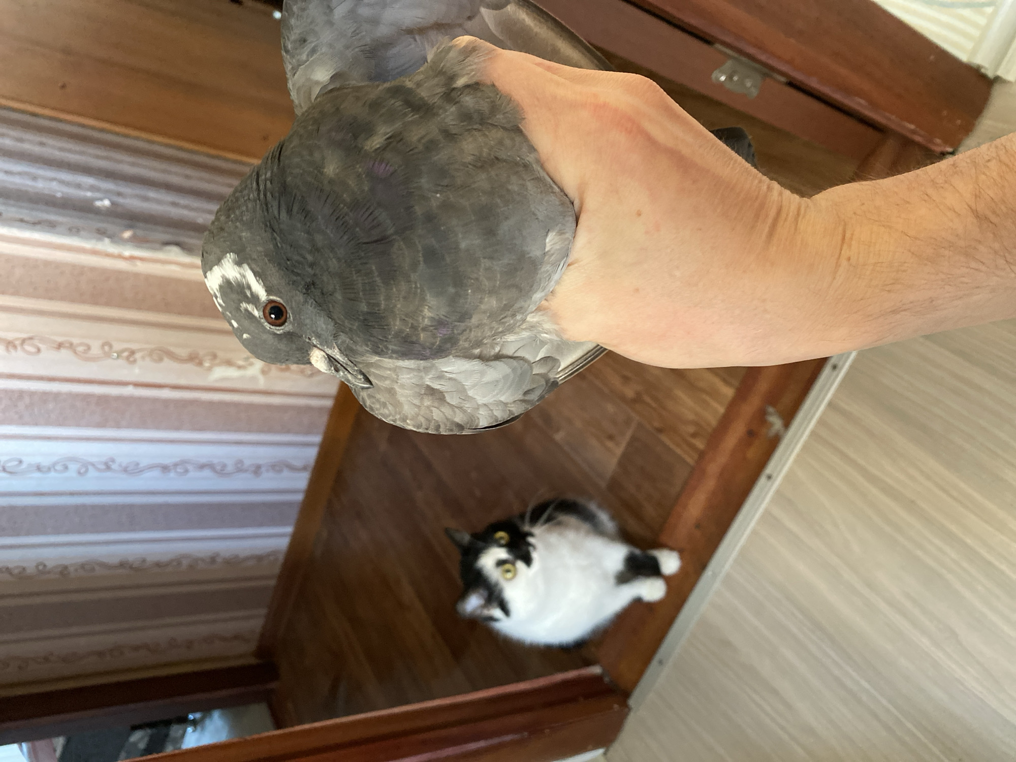 A person's hand is holding a pigeon in the foreground, with a black and white cat sitting on a wooden floor in the background. The cat is looking towards the pigeon. The environment appears to be an indoor hallway with striped wallpaper and wooden trim. The scene is illuminated by artificial light.