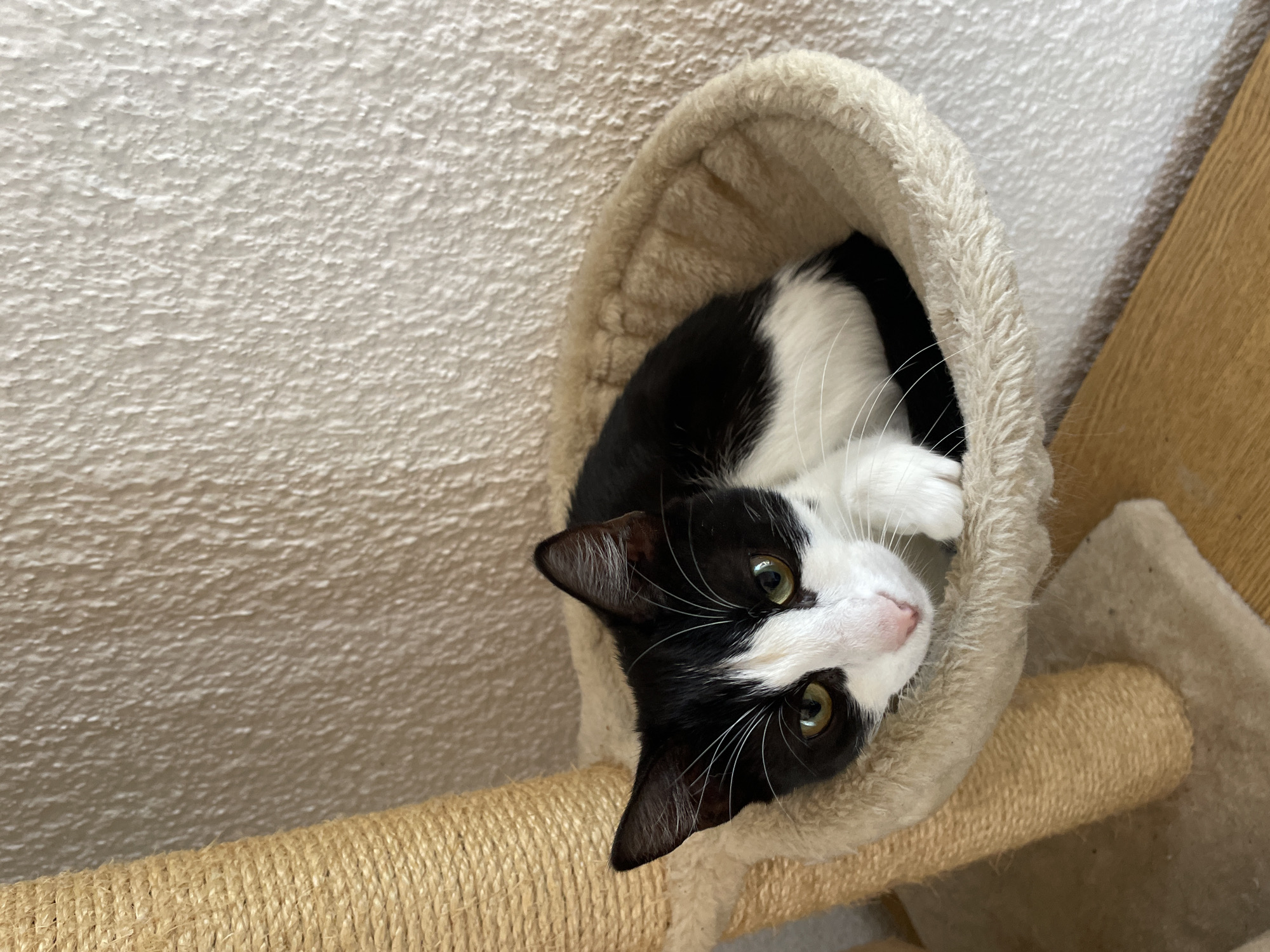 A black and white cat is resting in a tan-colored cat tree. The cat is looking up with green eyes. The cat tree is made of a soft, plush material. A sisal rope-covered pole is part of the tree's structure. A wall with a textured surface is visible in the background, along with a wooden surface to the right. The image does not contain information to identify a location in Smolyan, Bulgaria.