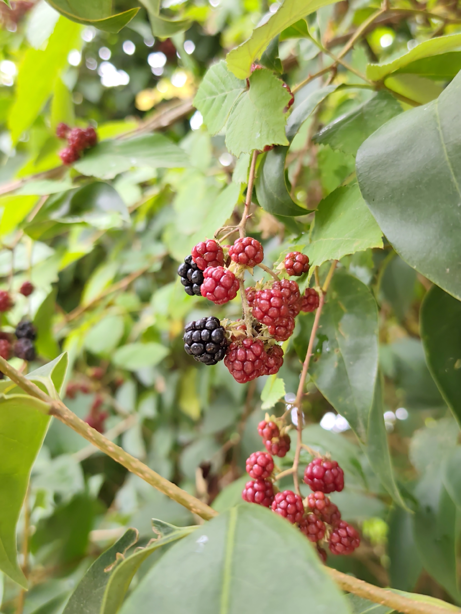 A close-up, vertical shot captures a cluster of ripe blackberries on a branch. The berries are a mix of deep black and vibrant red, with their segmented surface clearly visible. They are nestled amongst lush green leaves, some of which are in sharp focus while others are softly blurred in the background. The lighting suggests an outdoor environment, possibly a garden or natural setting, with dappled sunlight creating highlights and shadows. The image is devoid of any human presence or man-made structures. There is no information or visual cues within the image to suggest a specific location in Oryol-Izumrud, Russia.
