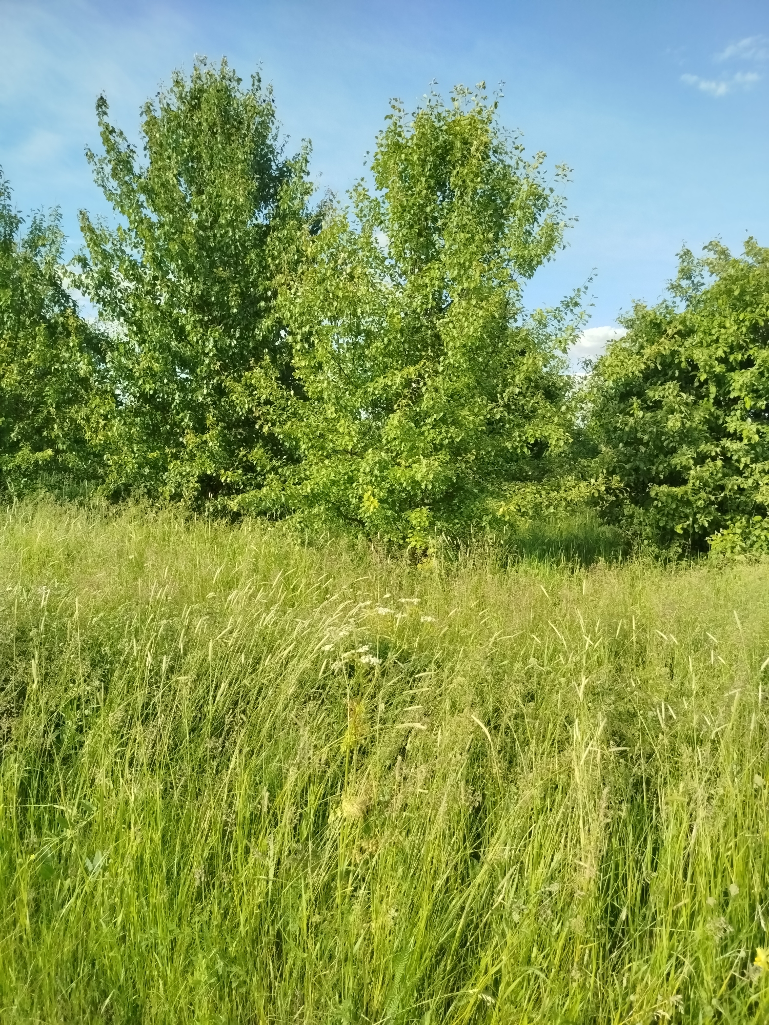 This media file captures a vibrant outdoor scene in Ustyvytsia, Ukraine, likely a field or meadow at the edge of a wooded area. The image is dominated by lush green vegetation under a bright sky.
In the foreground, a dense expanse of tall, green grass fills the lower half of the frame. The grass appears natural and untamed, with various blades and stalks swaying gently, suggesting a light breeze or natural growth patterns. Scattered among the predominant green, lighter, drier stalks are visible, indicating a mix of grass types or maturity. A few small white wildflowers or seed heads can be subtly seen within the grass.
Behind the field of grass, a line of deciduous trees with full, verdant canopies stretches across the midground and into the background. Their leaves are a rich, healthy green, suggesting summertime. The trees are densely packed, forming a natural barrier or grove. The foliage shows variations in light and shadow, indicating the sun's position.
Above the trees, the sky is a clear and bright blue, with only a few wispy white clouds scattered across it. The lighting suggests it is daytime, possibly morning or late afternoon, as the colors are vivid and the light appears soft yet ample. No specific activities or events are depicted; the scene is a tranquil natural landscape. There is no visible text in the image.