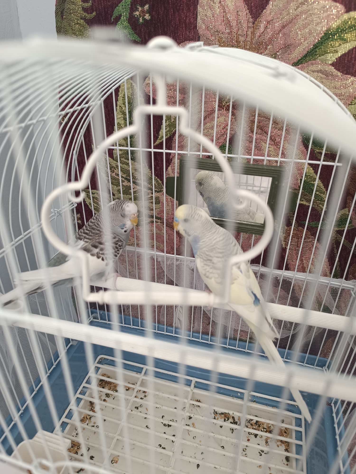 The image shows two budgies in a white birdcage. One budgie is grey and white with black markings, and the other is white and light yellow with blue markings on its wings. There is a small mirror inside the cage, reflecting one of the budgies. The cage is placed in front of a tapestry with a floral pattern. The floor of the cage contains scattered birdseed. There are no indications of the location within the city of Taraz city administration, Kazakhstan.