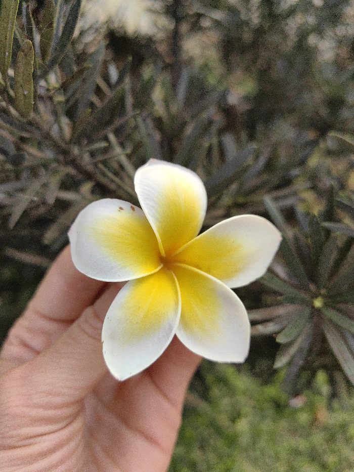 A human hand, originating from the lower left, holds a single Plumeria flower in Thuận Hóa Ward, Vietnam. The flower features five petals, primarily white with a vibrant yellow center that gradually fades outwards. Small, reddish-brown specks are visible on some of the white petal surfaces. The background is a soft-focus arrangement of dark green foliage, suggesting an outdoor environment. The hand's skin shows visible lines and creases.