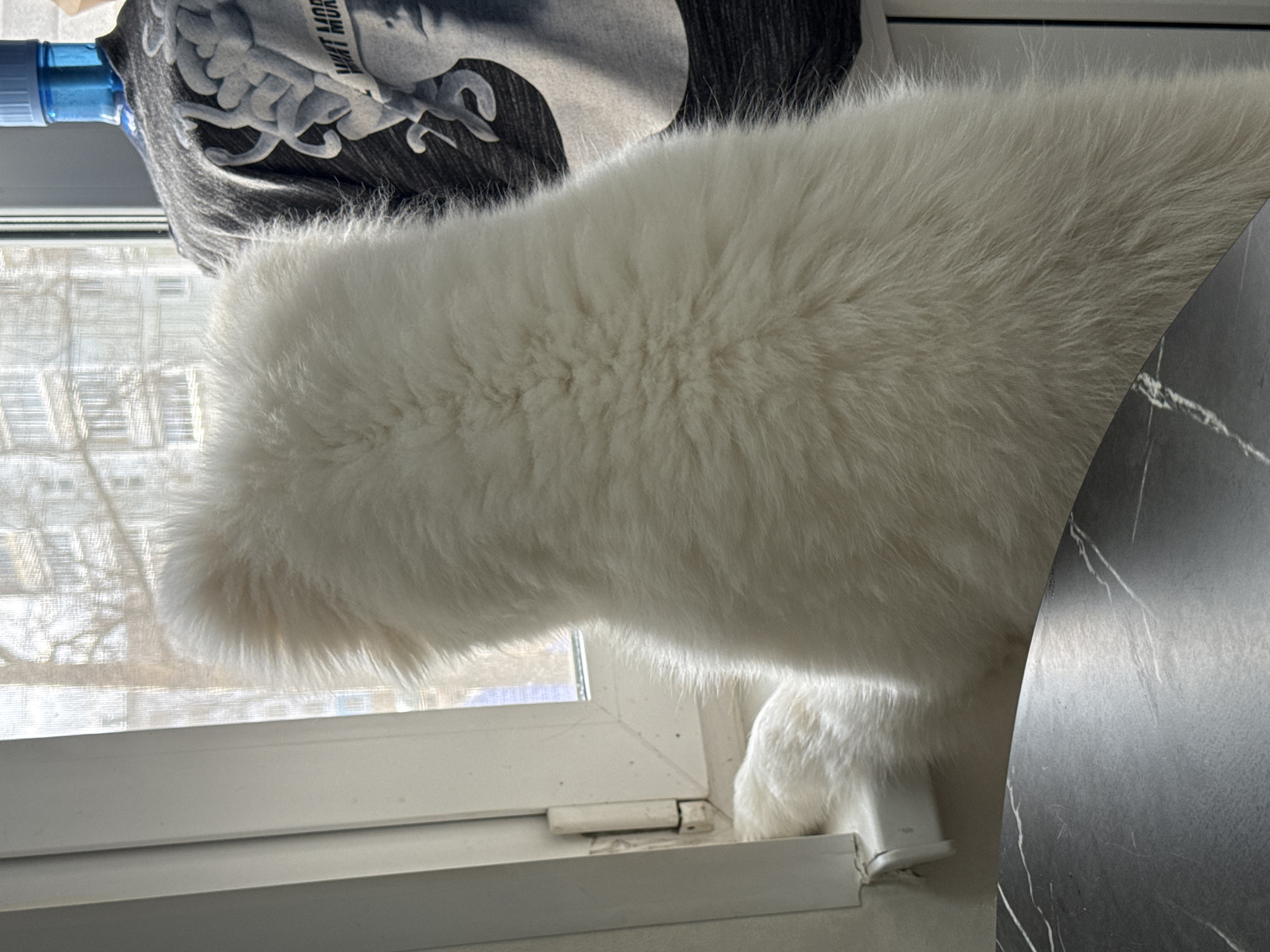 A white, long-haired cat is positioned on a windowsill in a room in Chaikovsky, Russia. The cat is near a window with a screen, and a blue water bottle and a gray t-shirt are partially visible behind the cat. A black marble-patterned table is to the right of the cat.