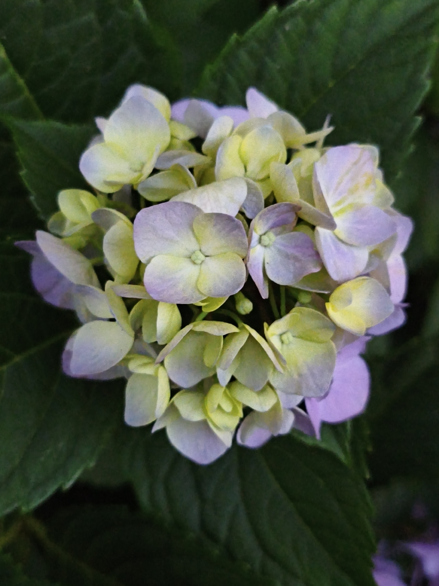 The image is a close-up, high-angle shot of a cluster of pale purple and yellow hydrangeas. The flowers are in full bloom, with their delicate petals overlapping and forming a spherical shape. The background consists of dark green hydrangea leaves, which are slightly out of focus, creating a soft contrast that makes the flowers stand out. The lighting is even, highlighting the subtle color variations and textures of the petals. No people or specific urban features of Steblivka, Ukraine are visible. The scene is natural and serene, focusing solely on the beauty of the flowering plant.