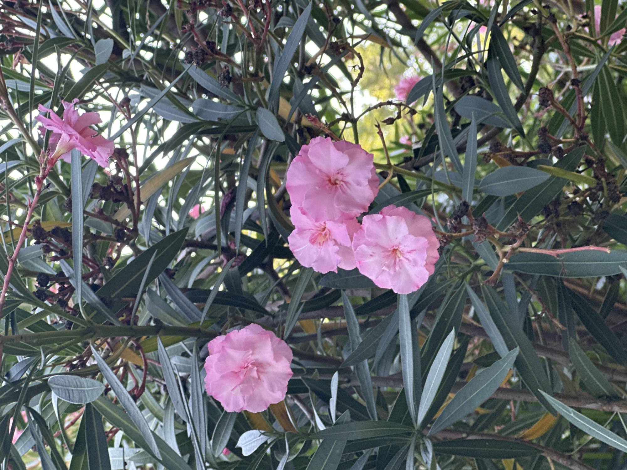 A close-up, vertical shot captures several pink oleander flowers blooming amongst dark green, lance-shaped leaves and thin, reddish-brown stems. The flowers vary in their stage of bloom, with some fully open and ruffled, while others appear more bud-like. The background is softly blurred, with hints of bright light filtering through the foliage. The scene appears to be outdoors in a garden setting, possibly within the city of Sochi, Russia, given its characteristic Mediterranean climate suitable for oleander cultivation. There are no people or animals visible in the image. The overall impression is one of natural beauty and growth.
