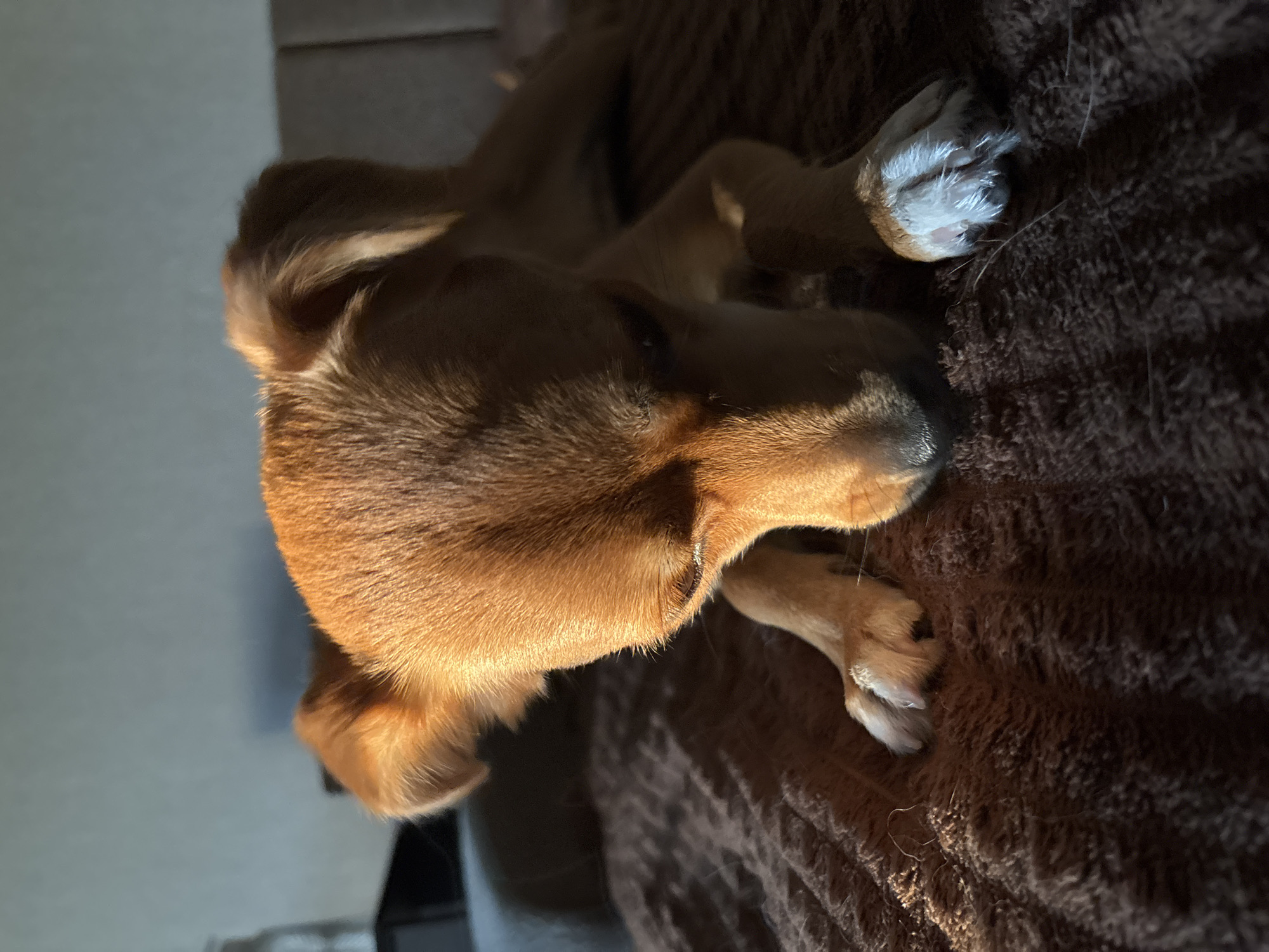 A medium shot captures a brown dog resting on a dark brown textured blanket. The dog is facing downward, with its head partially obscured by shadow. Sunlight illuminates the dog's head and one of its front paws, creating a strong contrast. The background is blurred, showing a hint of a gray headboard or wall. The image is likely taken indoors, possibly in a bedroom or living area. There is no indication of the city of Inskoy, Russia.