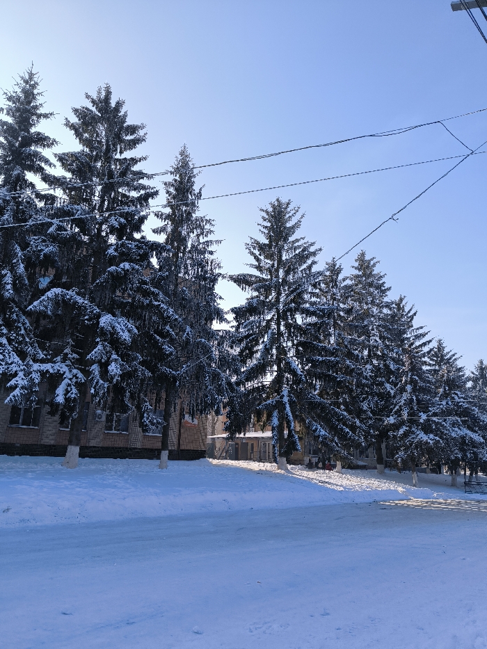 The image depicts a winter street scene in Illintsi, Ukraine, under a clear, bright blue sky. A row of approximately ten tall evergreen trees, heavily laden with white snow on their branches, extends from the mid-ground towards the right. Their trunks are partially visible, with some lower sections painted white. Behind the trees on the left, a multi-story building constructed of light-colored brick with multiple rectangular windows is partially visible. Further to the right, another building facade is partially obscured by trees. The foreground and visible ground are entirely covered in a thick layer of undisturbed white snow, with a flat, snow-covered surface resembling a road or paved area running across the bottom of the frame. The sun, positioned high and slightly to the left, casts distinct shadows from the trees and structures across the snow-covered ground. Multiple dark power lines traverse the upper portion of the sky horizontally above the tree line. No individuals are present in the scene.