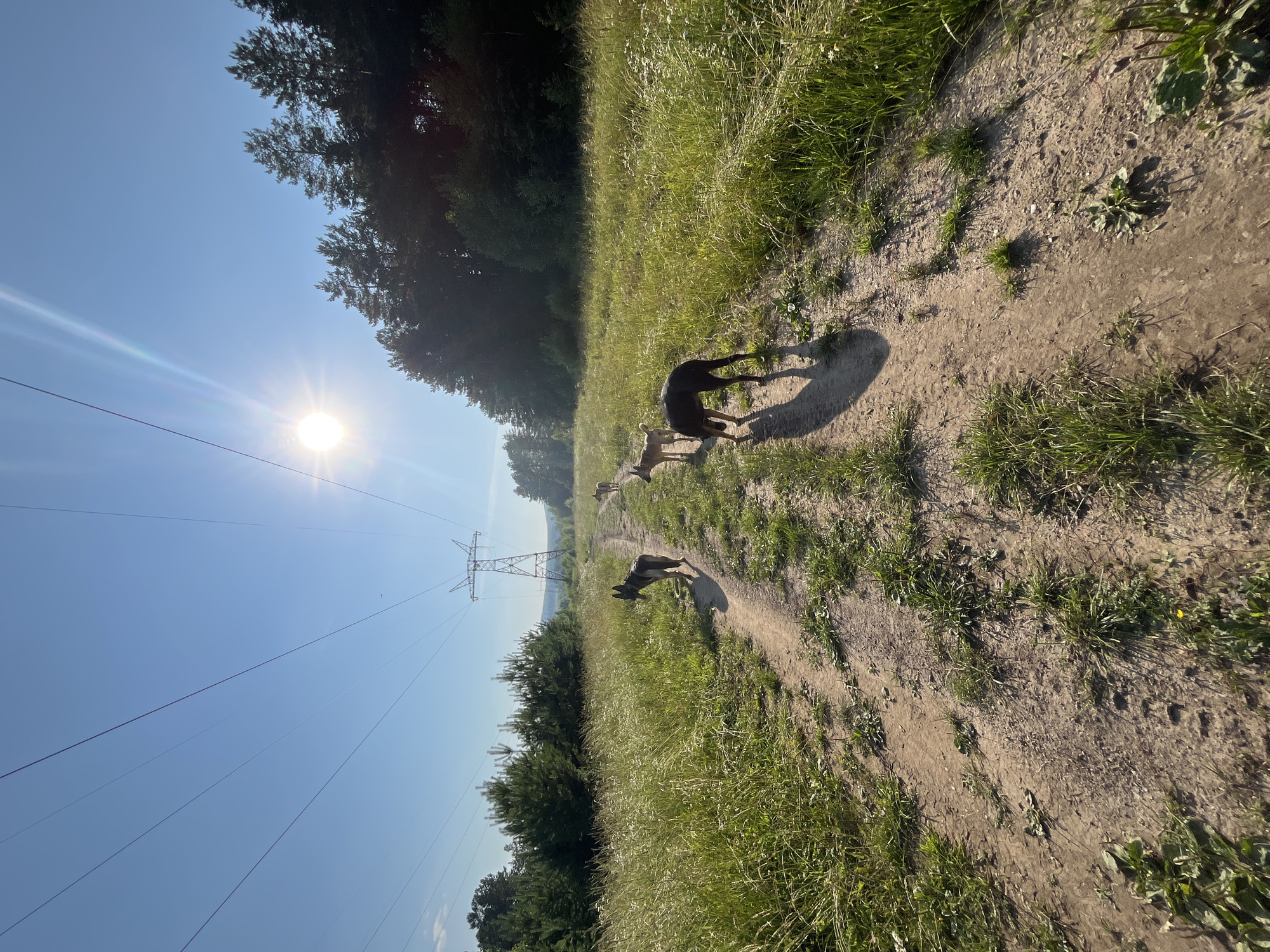 A wide-angle, low-angle shot captures a dirt path through a grassy field on a sunny day. Several dogs are walking on the path, some in the foreground and others further back. A large power line pylon stands in the distance, with power lines stretching across the clear blue sky. A line of trees borders the field on the right. The sun is bright and high in the sky, casting strong shadows. The scene appears to be a rural or park-like setting, potentially on the outskirts of Nizhny Tagil, Russia, given the presence of the power lines which are characteristic of such infrastructure often found in that region.