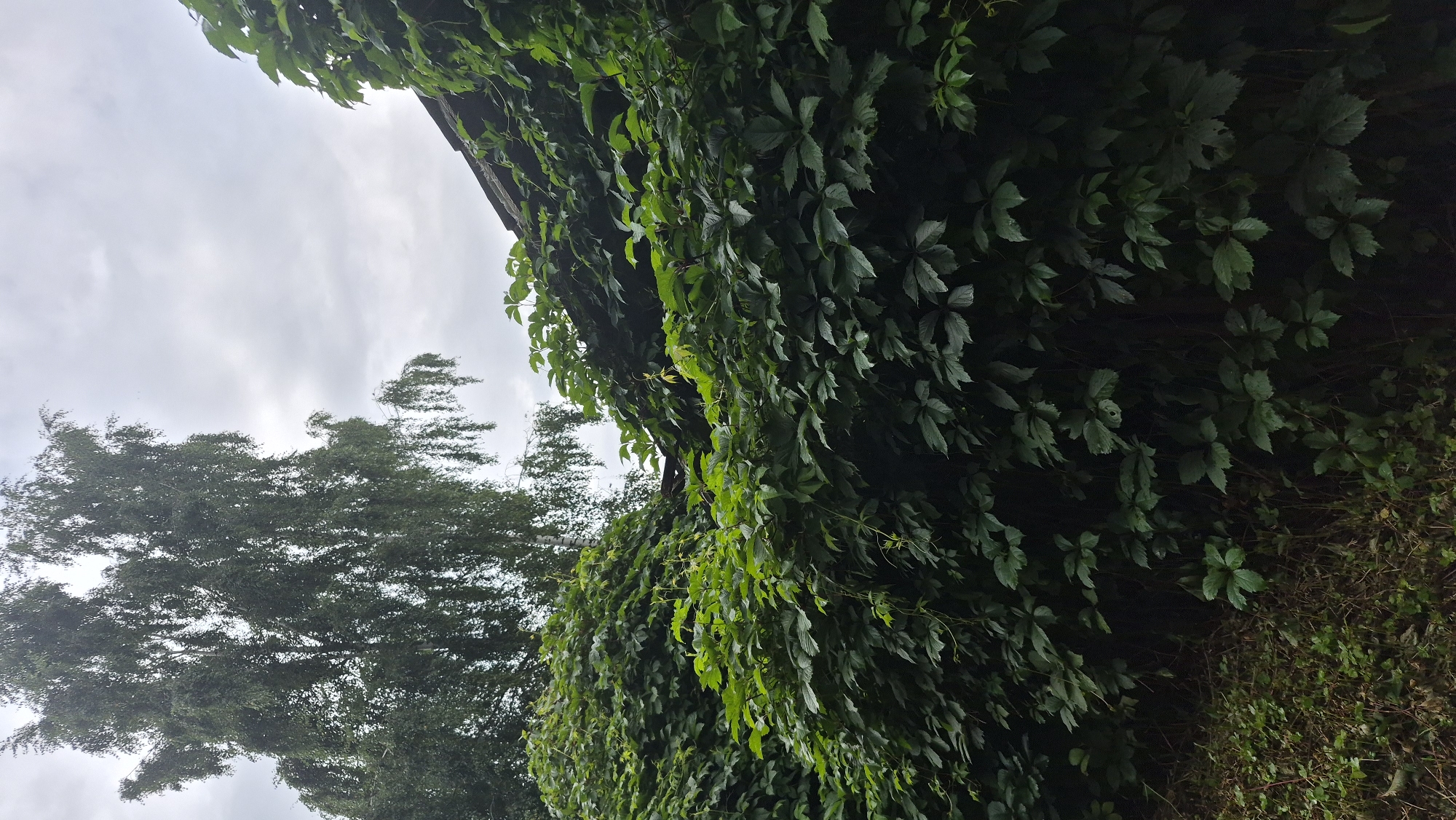 In Ļūbaste 0001, Latvia, a dense growth of green ivy covers the side of a structure, with its leaves obscuring the roofing and parts of the wall. A tall, slender birch tree with drooping branches stands to the left, its foliage a lighter green against a cloudy, overcast sky. The ground in the foreground is covered with low-lying green vegetation and dry grass.