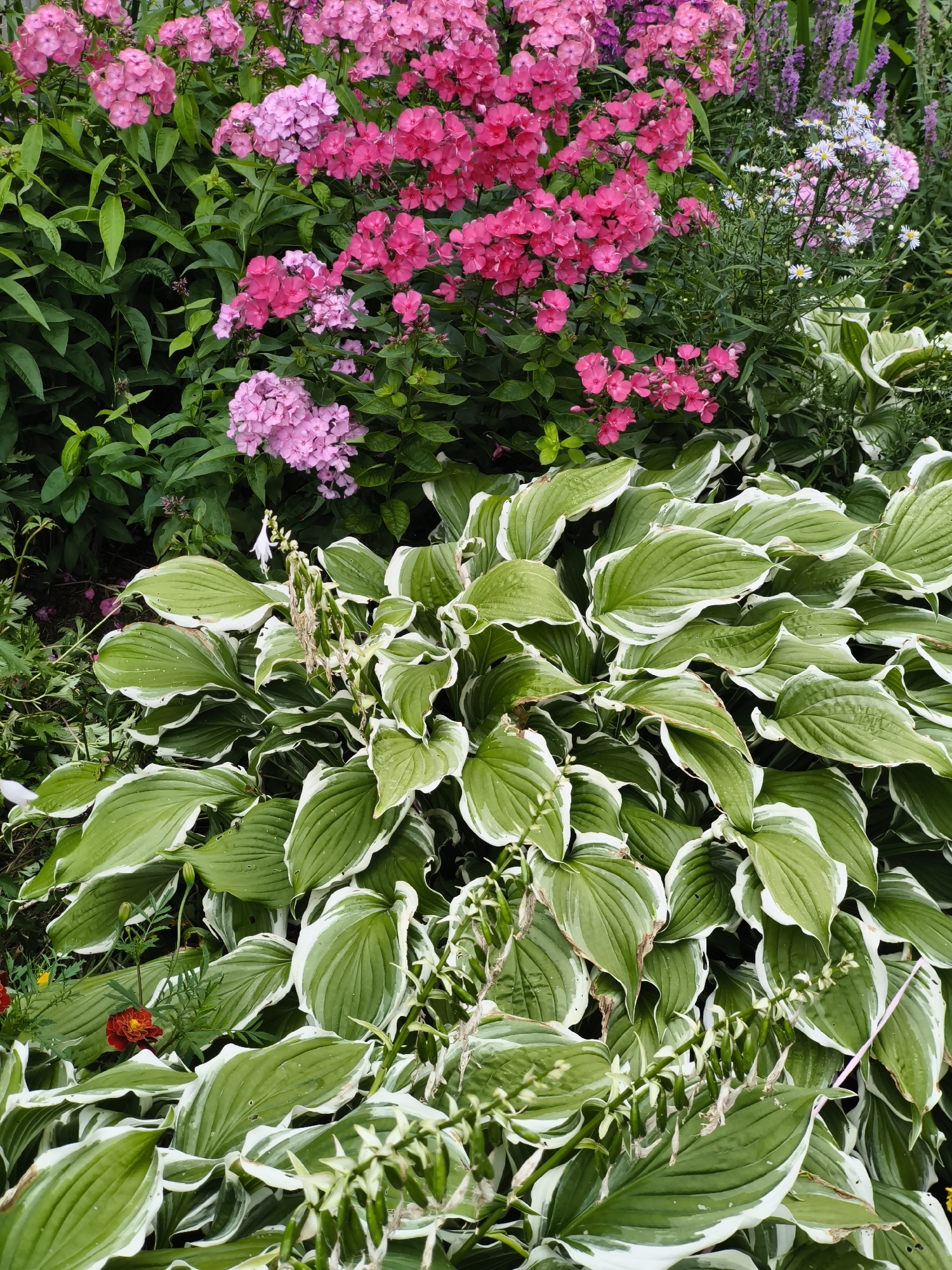 A high-angle, eye-level medium shot captures a dense garden bed filled with a variety of flowering plants and foliage. In the foreground, large hosta plants with variegated green and white leaves dominate the lower half of the frame. Their broad, wavy leaves are arranged in a lush, overlapping manner, creating a textured carpet. Amidst the hostas, some delicate white flower stalks are visible, some with small buds and others with dried remnants.
Above the hostas, a profusion of pink phlox flowers, in various shades of pink and fuchsia, forms a vibrant layer. These flowers are clustered in dense heads, adding a soft, blooming texture to the scene. Interspersed with the pink phlox are sparser clusters of small white flowers with yellow centers, resembling asters, and taller spikes of purple flowers, likely salvia or similar, in the upper background. A few marigold flowers in shades of orange and red are also scattered towards the bottom left of the image, adding pops of contrasting color. The overall impression is one of a thriving, well-maintained garden in bloom, likely during the summer months. The scene is devoid of any human presence or identifiable landmarks indicating a specific location in Tallinn, Estonia.
