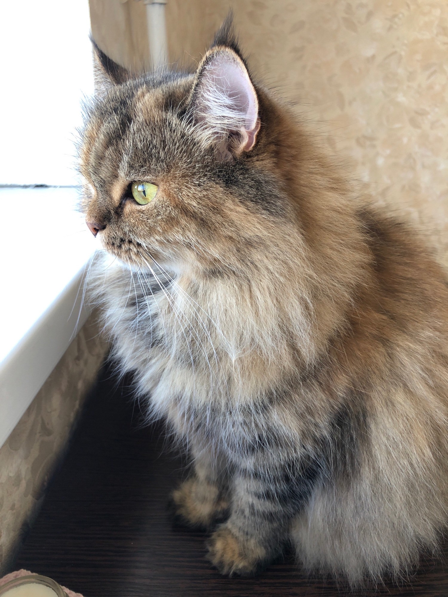 A long-haired tabby cat with green eyes sits on a dark wooden surface, looking to the left. The cat's fur is a mix of brown, black, and light tan. The background is a beige wall with a subtle floral pattern. The image appears to be taken indoors, possibly in a home in Lavriki, Russia.