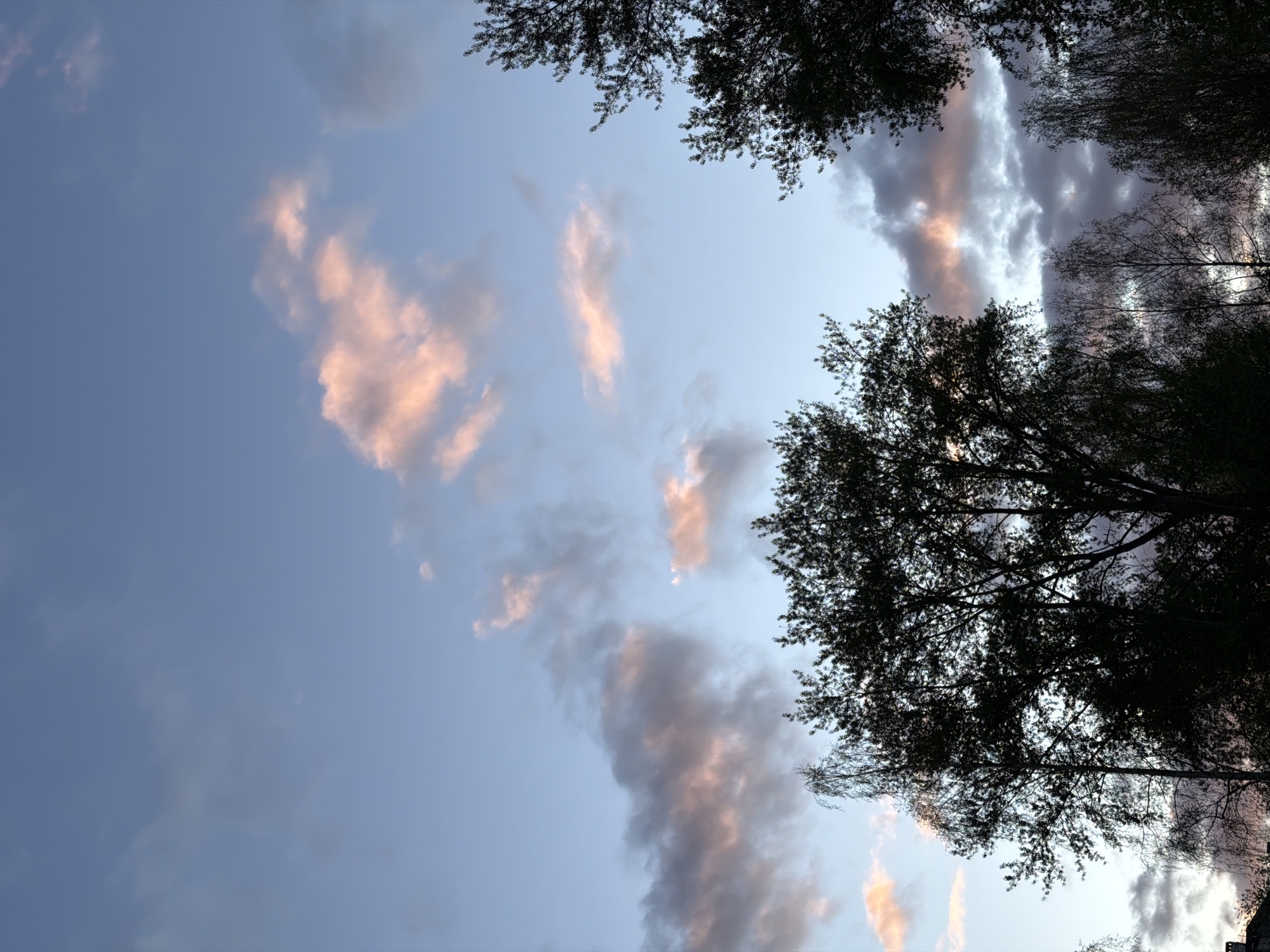 The image depicts a sky view from Perm, Russia, featuring scattered clouds illuminated with pinkish hues, suggesting either sunrise or sunset. Silhouette trees frame the scene at the top and right side of the image.