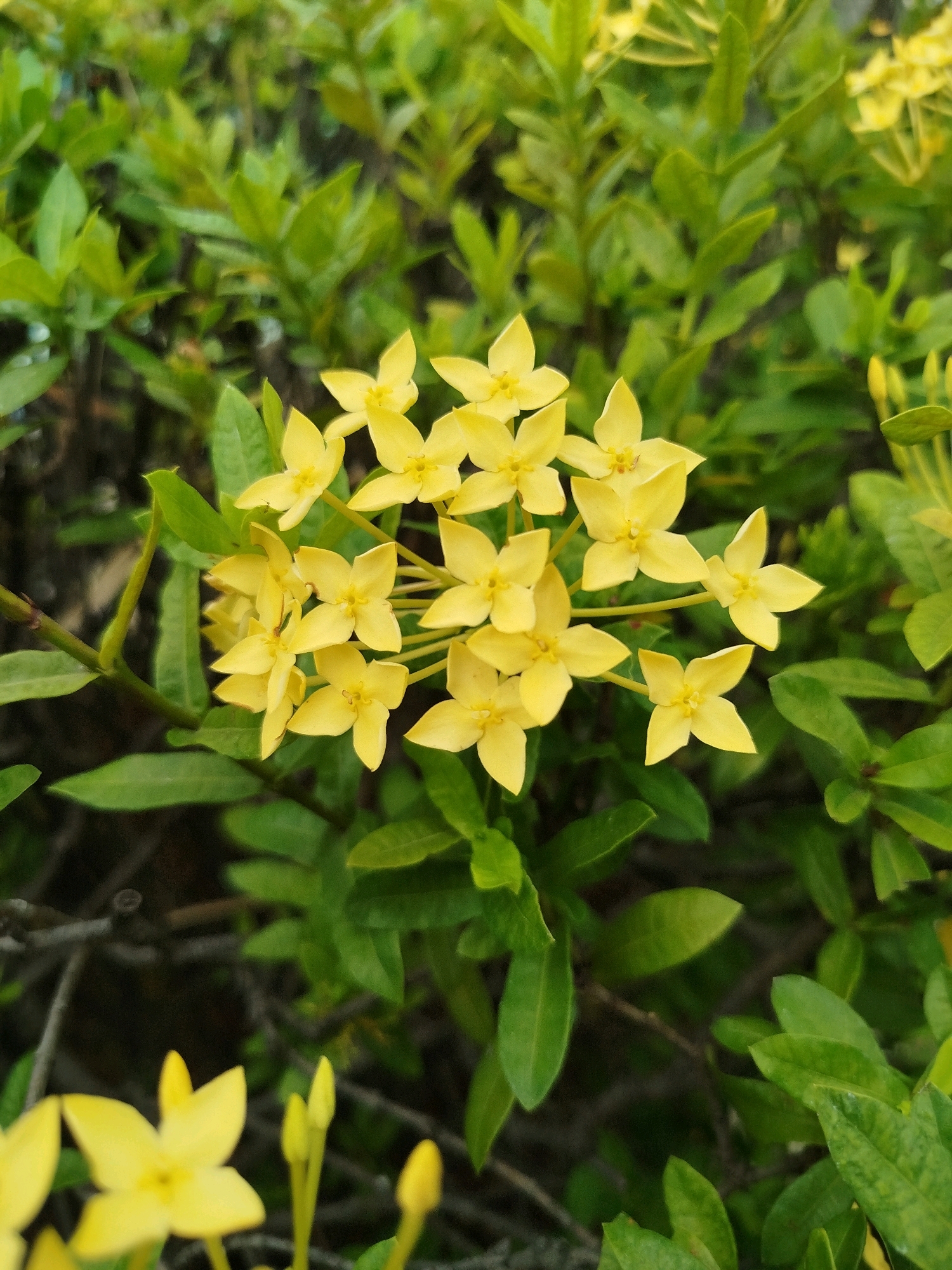 A close-up, eye-level shot captures a cluster of small, yellow flowers with five petals each, blooming amidst lush green foliage. The flowers are the primary subject, with their delicate petals and star-like shapes clearly visible. The background consists of out-of-focus green leaves, creating a soft, natural backdrop. The image appears to have been taken outdoors, possibly in a garden or natural setting. The lighting is even, suggesting daylight conditions. No people or specific man-made structures are visible, focusing entirely on the botanical subject.