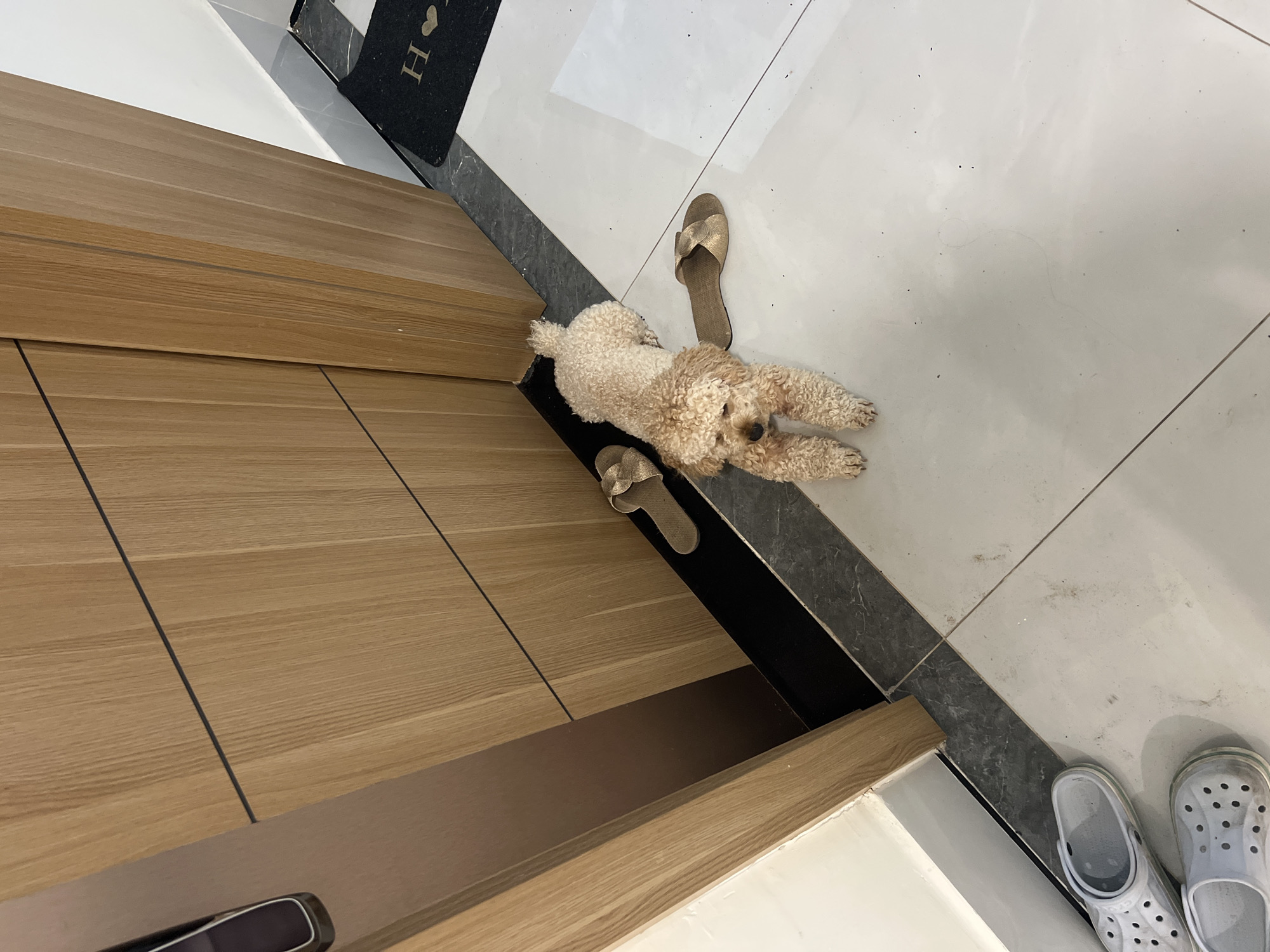 A high-angle shot shows a light-brown poodle lying on a white-tiled floor. The dog is positioned next to a light-brown wooden door and a pair of gold-colored sandals. Near the bottom right of the frame, there are two white Crocs-style shoes. A black doormat with a heart design is visible in the upper left corner. The location is Unknown, Unknown.