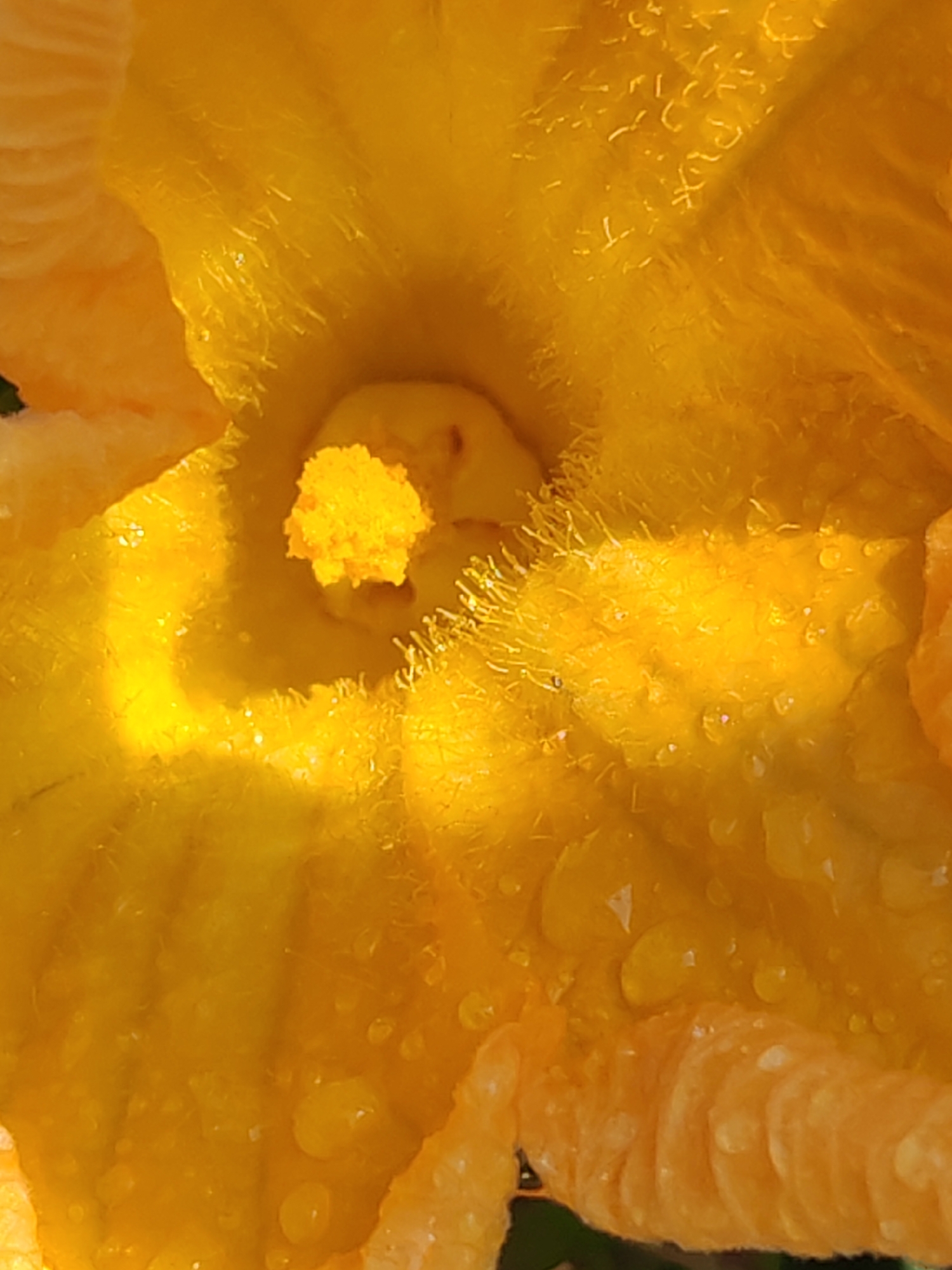 The image is a close-up, macro photograph of the interior of a bright yellow flower. The flower's center features a cluster of bright yellow pollen. The petals are textured with fine hairs and glistening water droplets, suggesting it may have recently rained or been dewed. The lighting highlights the intricate details and vibrant color of the flower. There is no visible indication of the city of Sabunchu Raion, Azerbaijan, within the image itself.