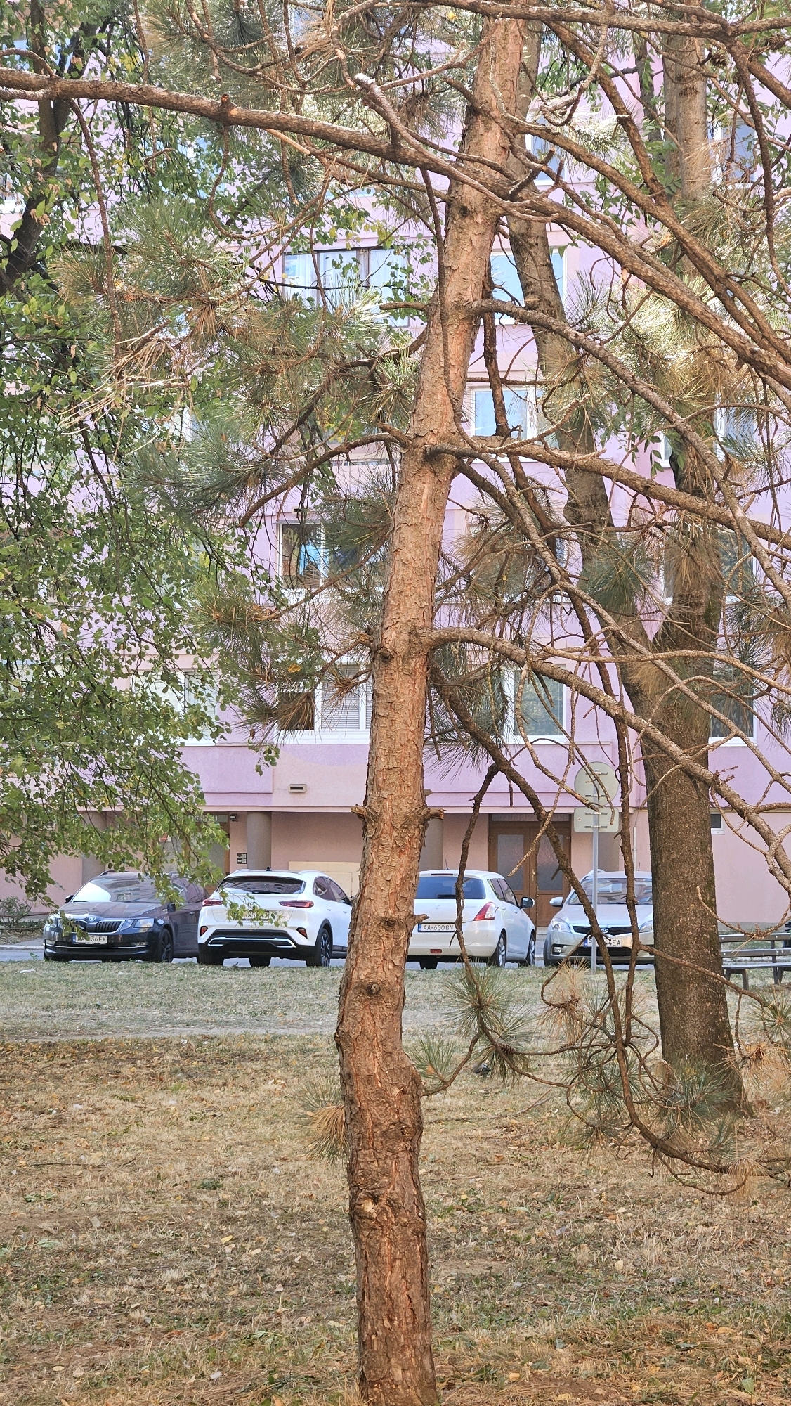 The image captures a residential building with a pink facade in Prešov, Slovakia, as seen through the branches of pine trees. Several cars are parked in front of the building, including a dark Skoda on the left, a white Kia SUV in the center, and a white Suzuki sedan on the right. The ground is covered with dry grass and fallen leaves, suggesting an autumn or dry season. The building features multiple windows, some with white blinds. The overall scene is a typical urban residential setting.