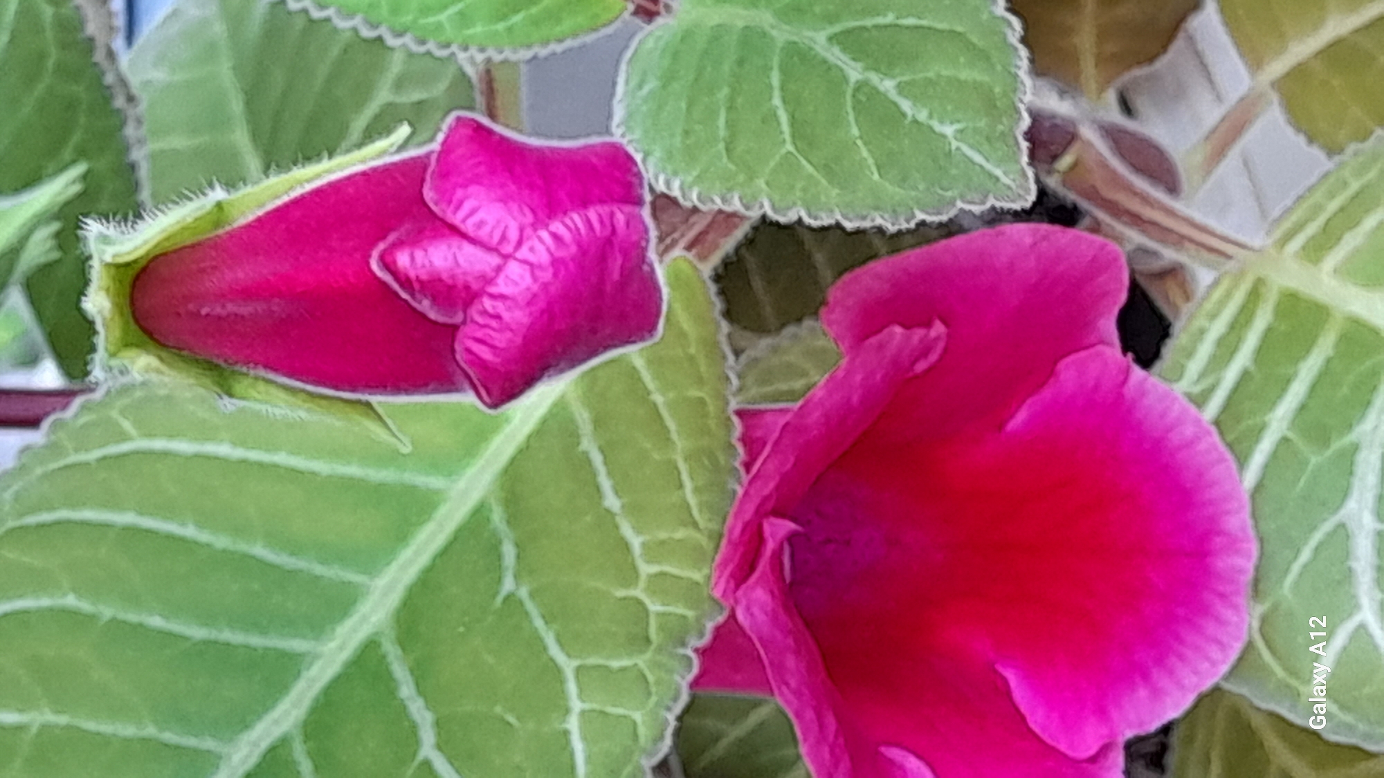 A close-up photograph captures vibrant pink Gloxinia flowers among green leaves with prominent veins and scalloped edges. One flower is a closed bud, while the other is fully open. The background is blurred. The photograph was taken on a Galaxy A12, as indicated in the bottom right corner. Марковский, Russia is not directly indicated in the image.