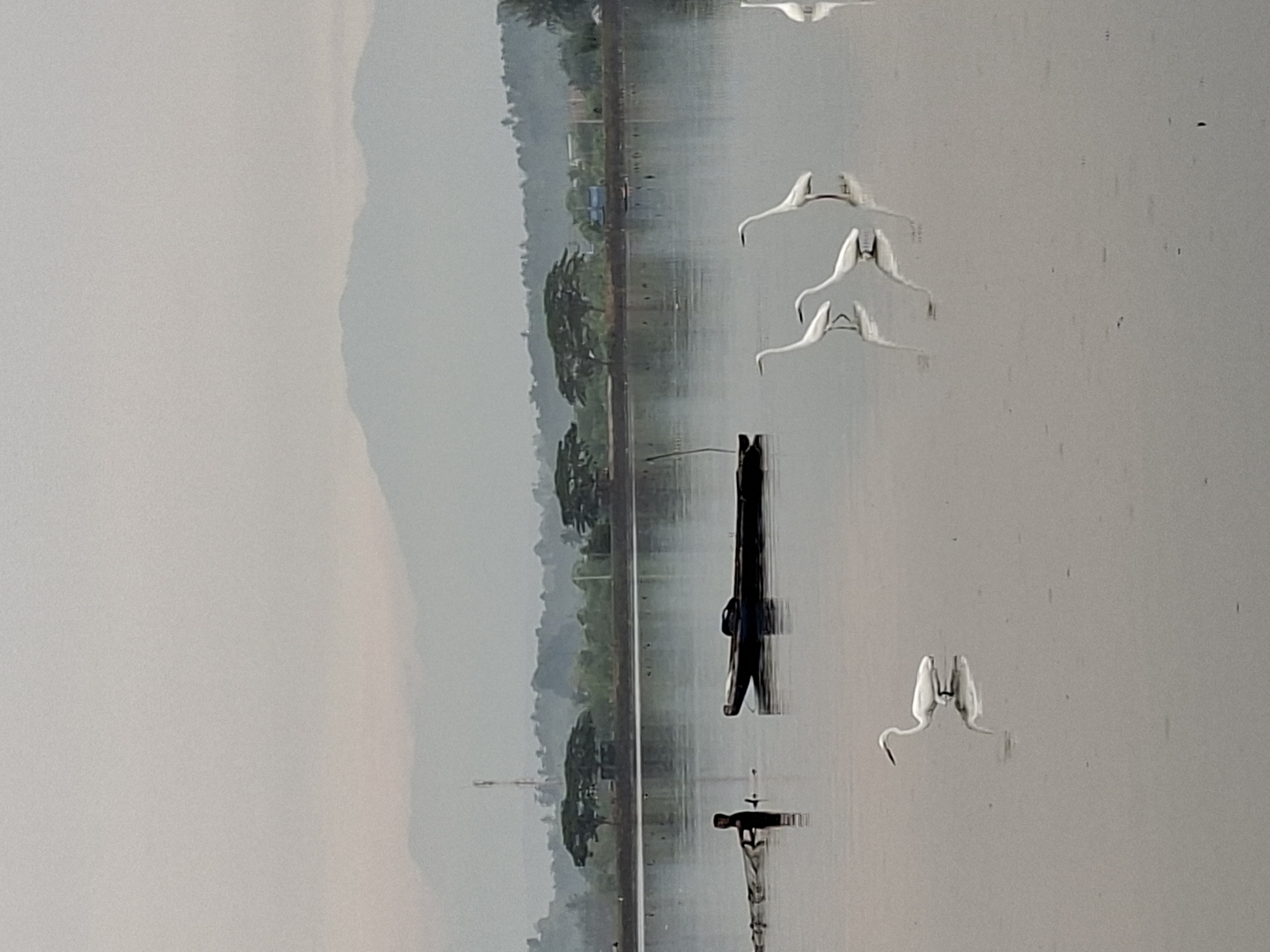 This is a medium-shot, horizontal, eye-level photograph of a calm body of water with several white egrets and a traditional fishing boat with a person engaged in fishing. The background features a gentle slope of land with trees and a hazy mountain range under an overcast sky. The water's surface is still, reflecting the sky and the subjects within it.
In the foreground, a single white egret stands in shallow water, its reflection clearly visible below. Further to the right, three more white egrets are positioned in a line, also with visible reflections. Another white egret is partially visible on the far right edge of the frame.
In the mid-ground, a dark-colored fishing boat with a pointed bow is partially submerged in the water. To the left of the boat, a person stands in the water, holding a fishing net. They appear to be actively fishing.
The background consists of a low-lying landmass with various trees, some of which are large and spread out, and others that form a dense line. A solitary telecommunications tower is visible above the treeline. In the distance, a hazy mountain range stretches across the horizon, its peaks softened by the atmospheric conditions. The sky is a uniform, light gray, indicating an overcast or foggy day.
The scene appears to be a tranquil fishing ground or estuary. Given the presence of egrets, shallow water, and traditional fishing boats, it is likely a wetland area. The overall impression is one of a peaceful, natural environment in the early morning or late afternoon, possibly in a location like the coastal areas or rice paddies surrounding Lhokseumawe, Indonesia, where such scenes are common.