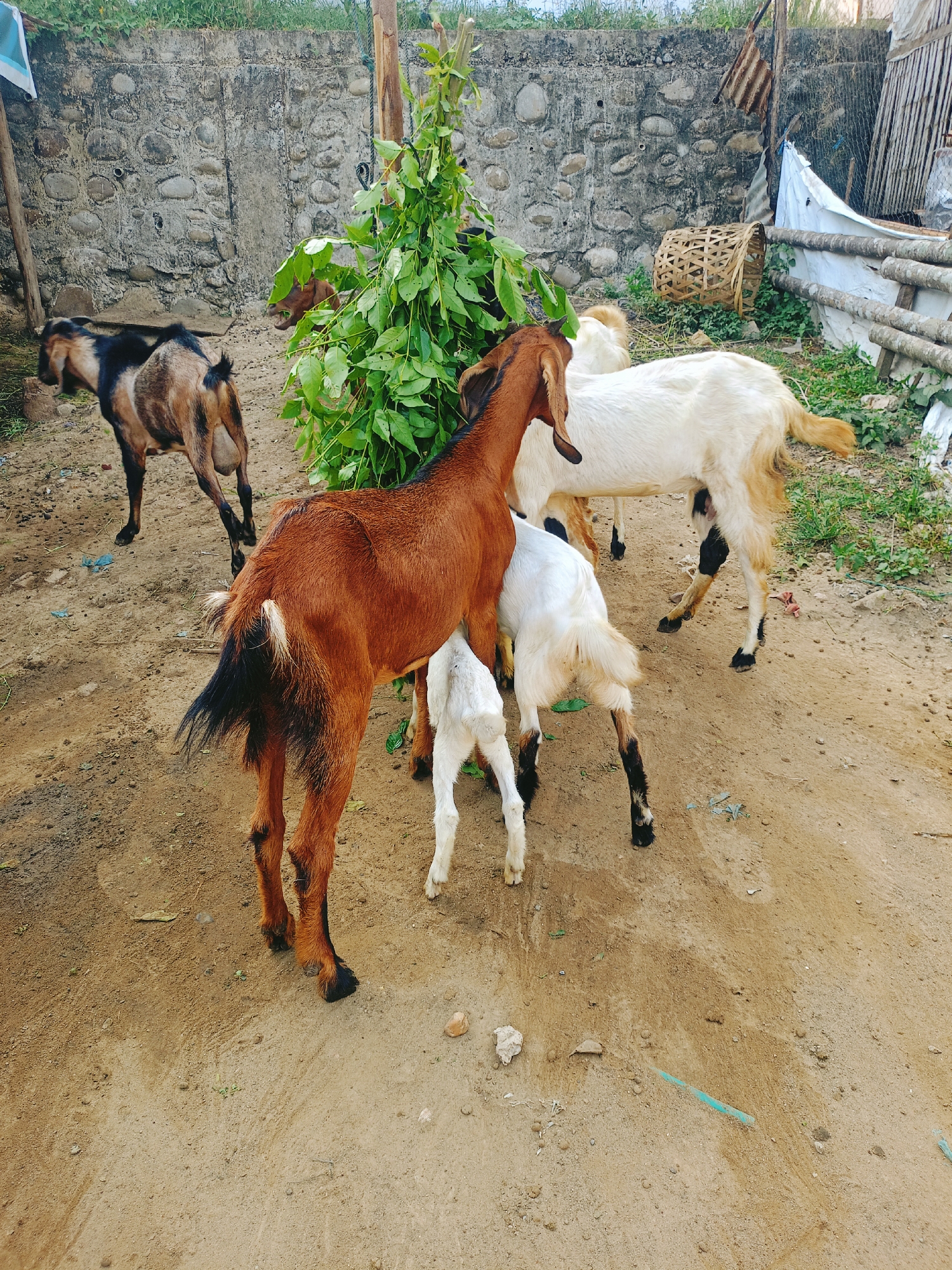 The image, taken in an outdoor setting within Lhokseumawe, Indonesia, depicts a small herd of goats. The ground is composed of sandy soil. In the center, a brown goat stands while a white kid nurses from it. A white goat stands nearby. To the left, another goat, colored brown and black, stands in the background. In the background, a stone wall and a makeshift structure of bamboo and corrugated metal is visible. Also in the background, a bundle of green branches hangs from a post.