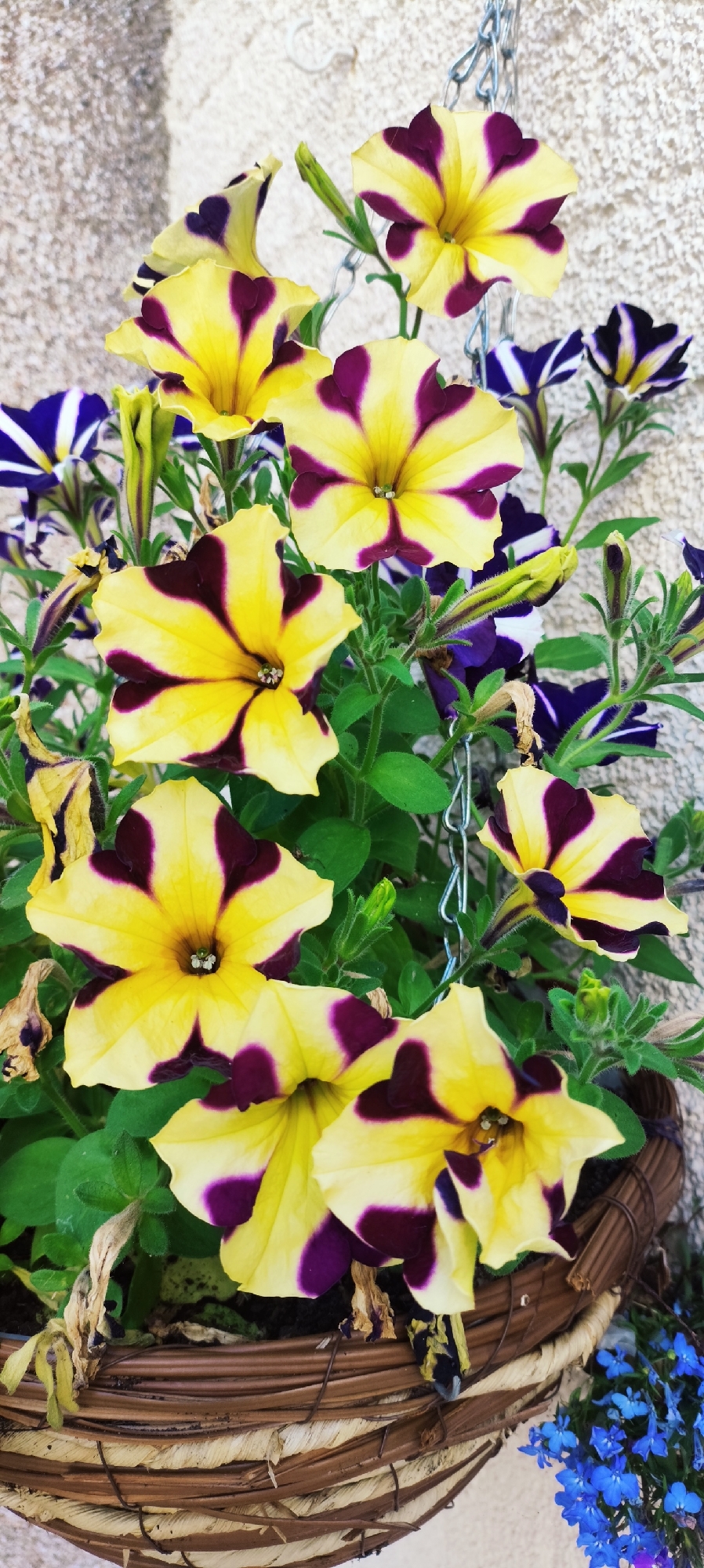 A close-up shot captures a hanging basket overflowing with vibrant petunias. The prominent flowers are a striking yellow with deep purple markings radiating from the center, resembling a starburst pattern. Interspersed among them are some petunias with dark purple and white stripes. The backdrop is a textured, light-colored wall, suggesting an outdoor setting. The basket itself is woven from natural materials, adding an earthy element to the composition. Hints of green foliage and some dried, brown leaves peek through, indicating a natural, living display. The lighting appears to be natural daylight, casting subtle shadows. A metal chain is visible, supporting the hanging basket. At the bottom right of the frame, a cluster of small, delicate blue flowers adds a touch of contrasting color and texture. The scene evokes a sense of natural beauty and domestic decoration, possibly a garden or patio. No text is visible.