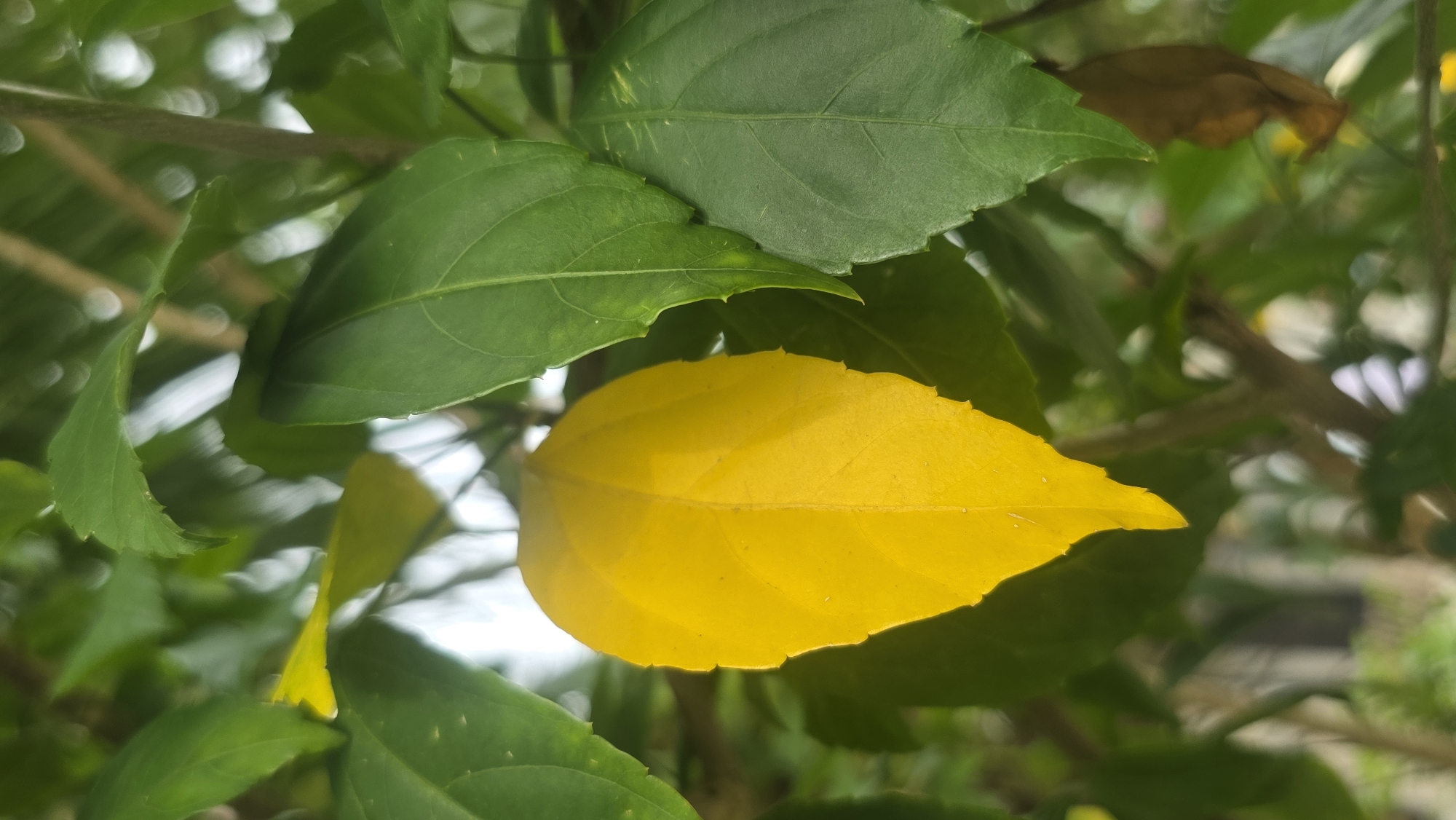 The image shows a cluster of leaves, primarily green with one yellow leaf prominently displayed. The leaves appear to be part of a bush or small tree, judging by the branch visible in the background. The scene is out of focus beyond the immediate foliage. No people, other subjects or objects are visible in this image. The environment appears natural. There is no discernible evidence to confirm the image was taken in Lhokseumawe, Indonesia.