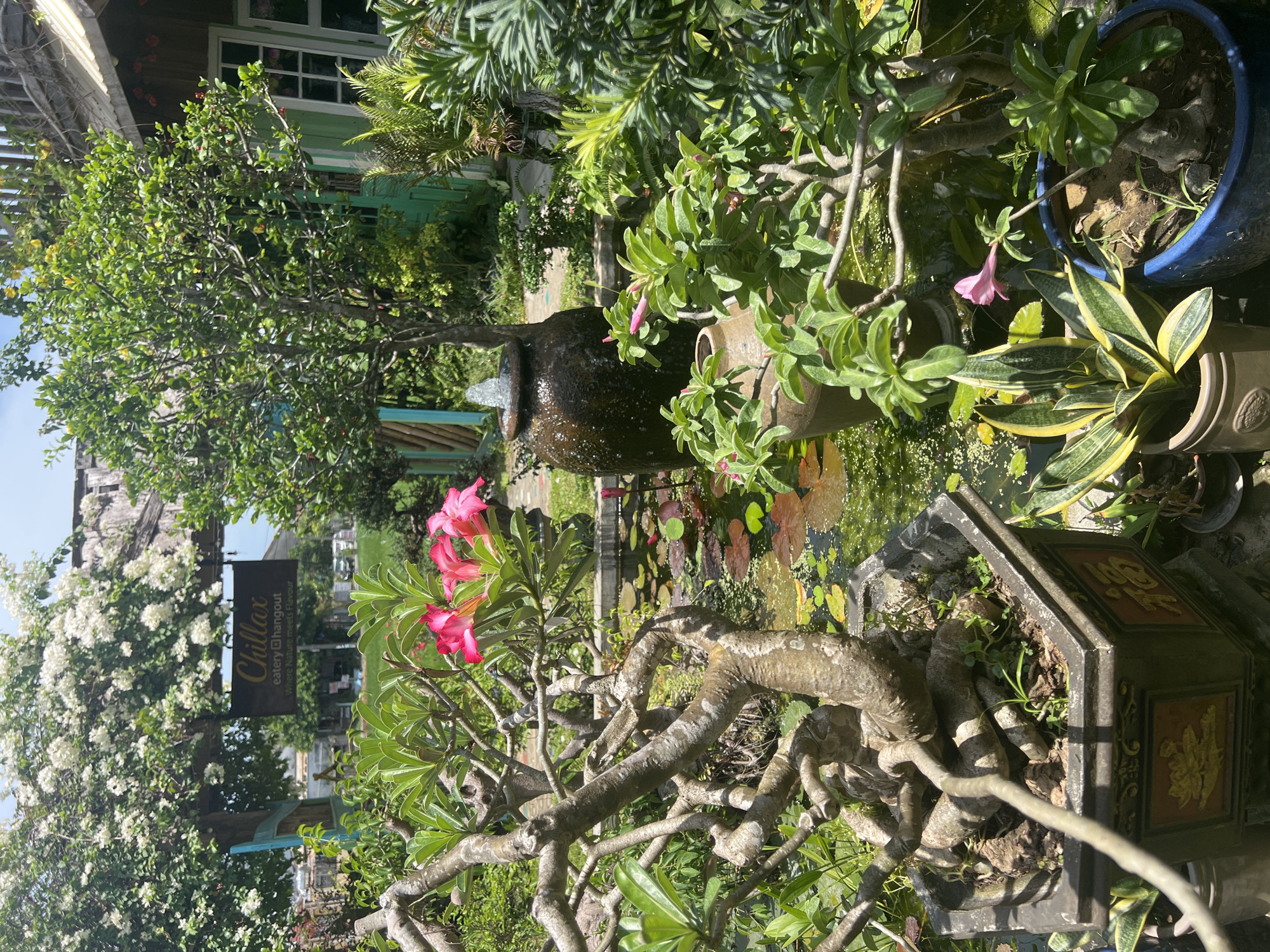 The image depicts a serene garden scene, likely in Hoi An, Vietnam. In the foreground, a large, intricately shaped bonsai tree in a dark, hexagonal pot dominates the left side of the frame. Its gnarled branches twist and turn, some extending towards a small pond filled with water lilies. Bright pink desert rose flowers bloom on another plant situated to the right of the bonsai.
The pond itself is a focal point, with green lily pads scattered across its surface and the clear water reflecting the surrounding greenery. A tall, dark ceramic vase with a water fountain spout is positioned within the pond, adding a gentle sound element to the scene. Another rustic clay pot rests on the edge of the pond, near the fountain.
Behind the pond, a vibrant green tree with a full canopy of leaves and small red berries stands tall. To the right of this tree, a portion of a building is visible, featuring weathered wooden walls painted a bright green and a window with white-trimmed panes. A sign hangs from a wooden structure above the pond, bearing the text "Chillax eatery hangout Where Nature meets Flavour." White bougainvillea flowers cascade from an overhead wooden archway, framing the upper part of the scene. The overall impression is one of a tranquil, lush outdoor space designed for relaxation and dining.