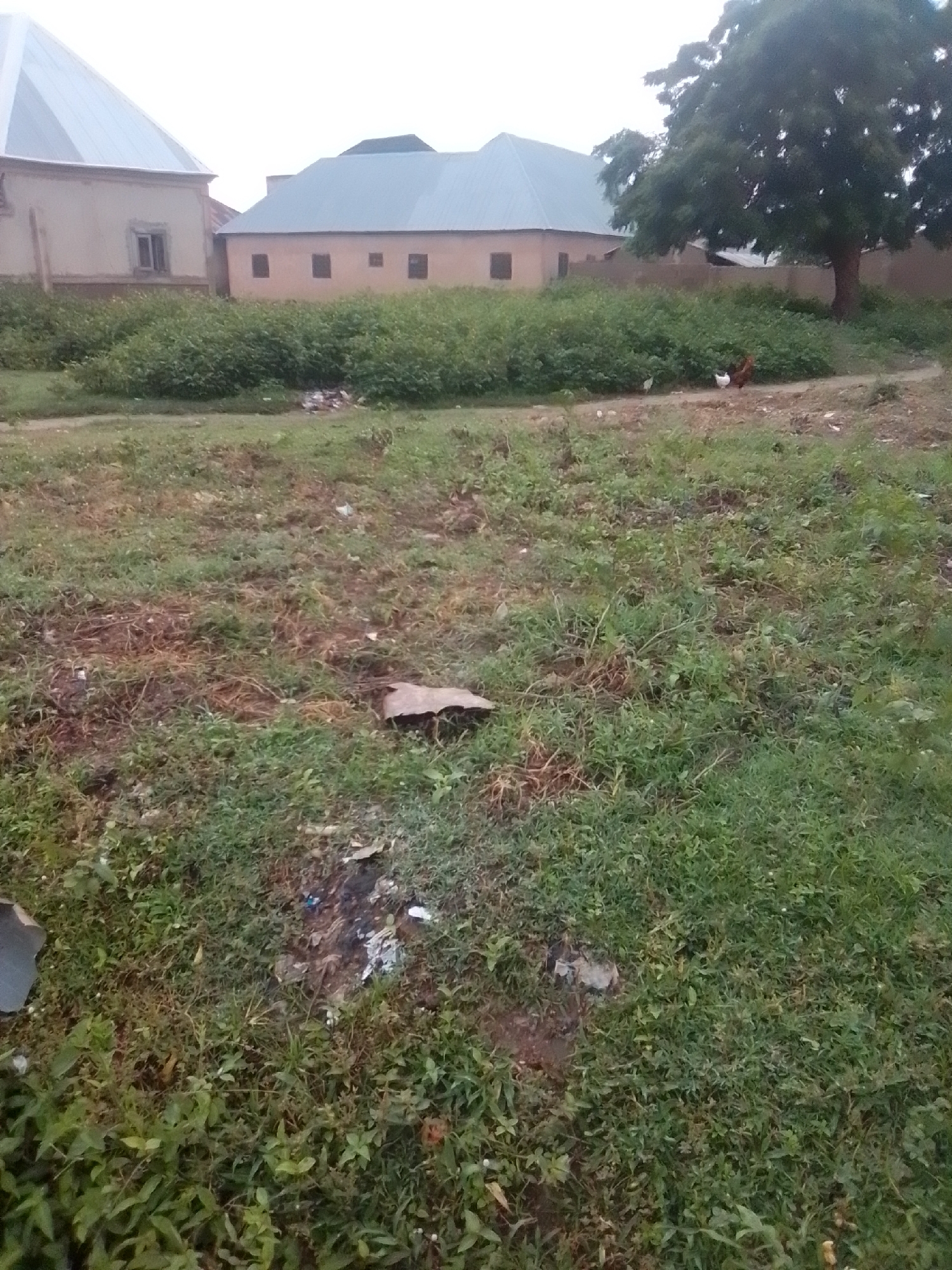 In the city of Gombe, Nigeria, a medium shot captures an outdoor scene dominated by vegetation and residential buildings. In the background, two structures are visible. The building on the left features a light-colored facade and a sloped, metallic roof. Adjacent to it, a second building displays a similar sloped roof, this time in a light blue hue, with multiple rectangular windows dotting its facade. A large, mature tree with dark green foliage stands to the right of the buildings.
The foreground is a grassy field, interspersed with patches of dry, brown earth and sparse vegetation. Scattered across the ground are several pieces of debris, including what appears to be a flattened piece of cardboard or paper and some plastic waste. The overall impression is that of an undeveloped or untended area adjacent to residential housing, with evidence of some litter.