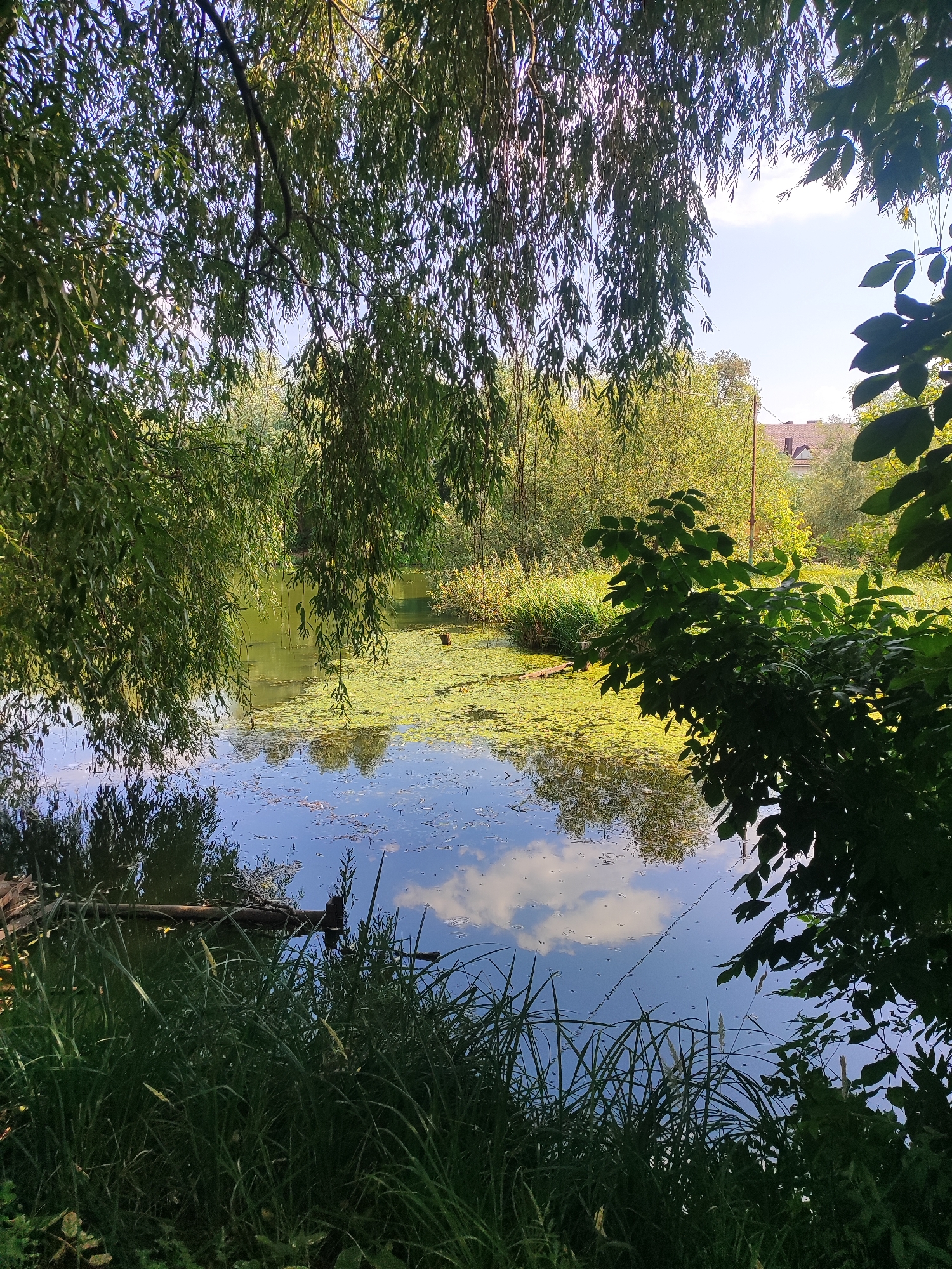 The image depicts a tranquil pond in Bila Tserkva, Ukraine, framed by lush green foliage. The foreground is dominated by tall, dense grass and dark green leaves of trees, with a fallen log partially submerged in the water. The pond itself is partially covered with bright green aquatic plants, creating a vibrant contrast with the deep blue of the water, which reflects the sky and surrounding trees. In the background, a dense line of trees and bushes, with a building visible above them, forms the perimeter of the pond. The scene suggests a peaceful natural setting, likely in a park or natural reserve within the city.