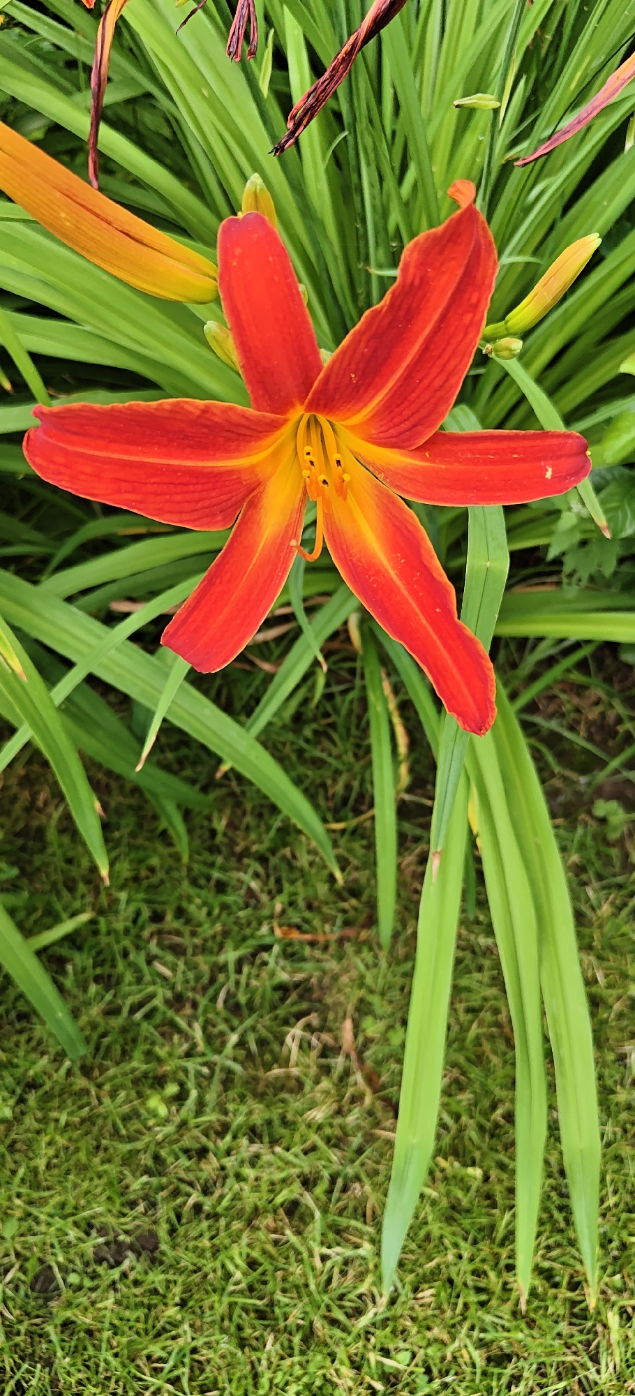 A close-up, vertically oriented shot shows a bright orange daylily with a yellow throat. The flower has six pointed petals, with the top three pointing upwards and outwards, and the bottom three pointing downwards and outwards. The petals are streaked with a deeper red color. In the center of the flower, stamens with dark anthers and a curved pistil are visible. The flower is surrounded by lush green foliage, and out-of-focus blades of grass fill the bottom of the frame, indicating an outdoor setting. The lighting appears to be natural daylight, creating a vibrant and somewhat shaded scene. There are no people or specific landmarks visible.