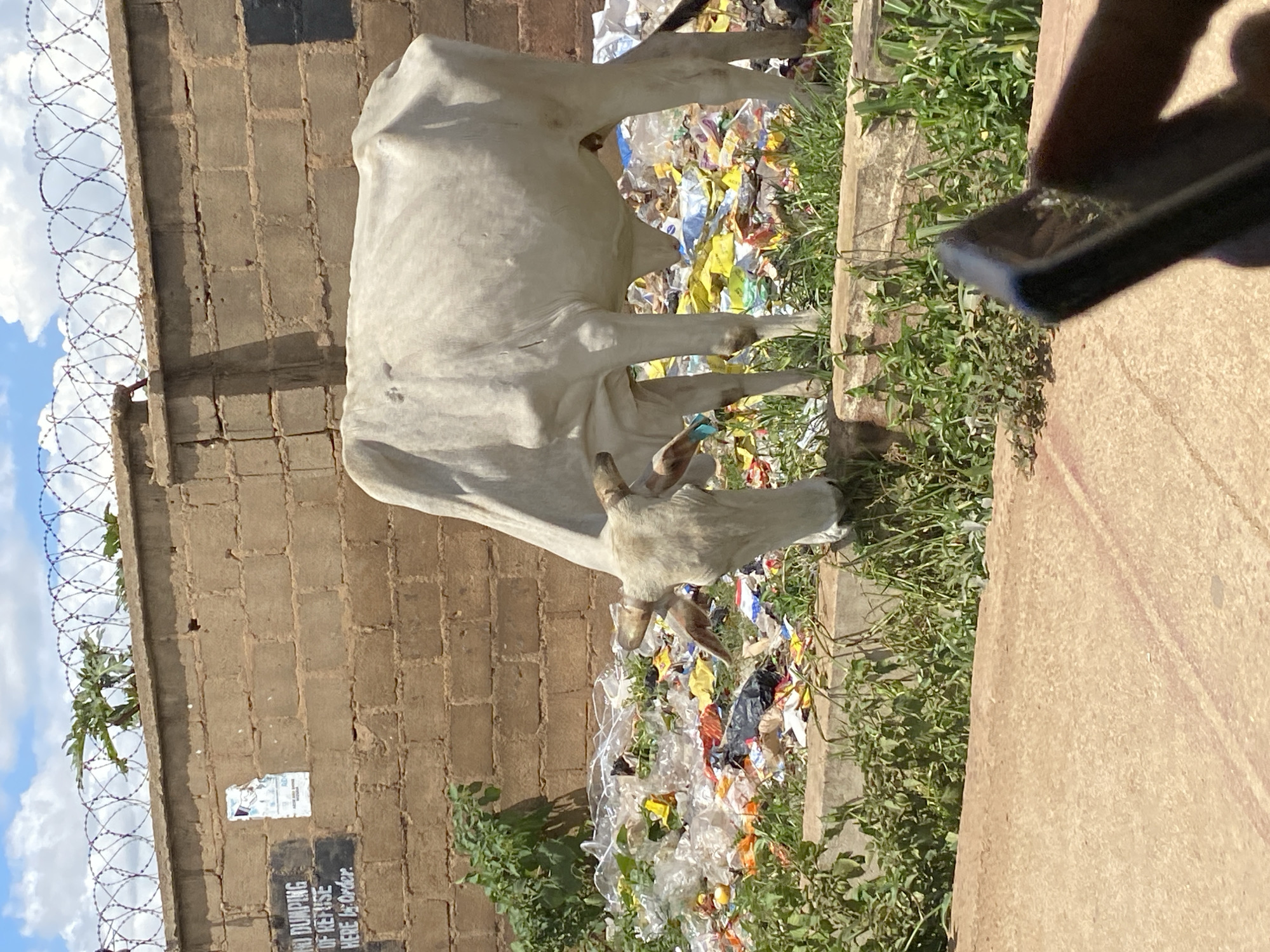 In Bukuru, Nigeria, a white cow is seen grazing amidst a pile of garbage accumulated near a brick wall. The wall, topped with barbed wire, suggests a boundary or security measure. Plastic bags and various types of refuse are spread across the ground, creating an unsanitary environment. Green vegetation struggles to grow through the debris. The sky above is partly cloudy, indicating fair weather. The scene captures a stark contrast between the natural element of the grazing cow and the human-generated waste surrounding it.