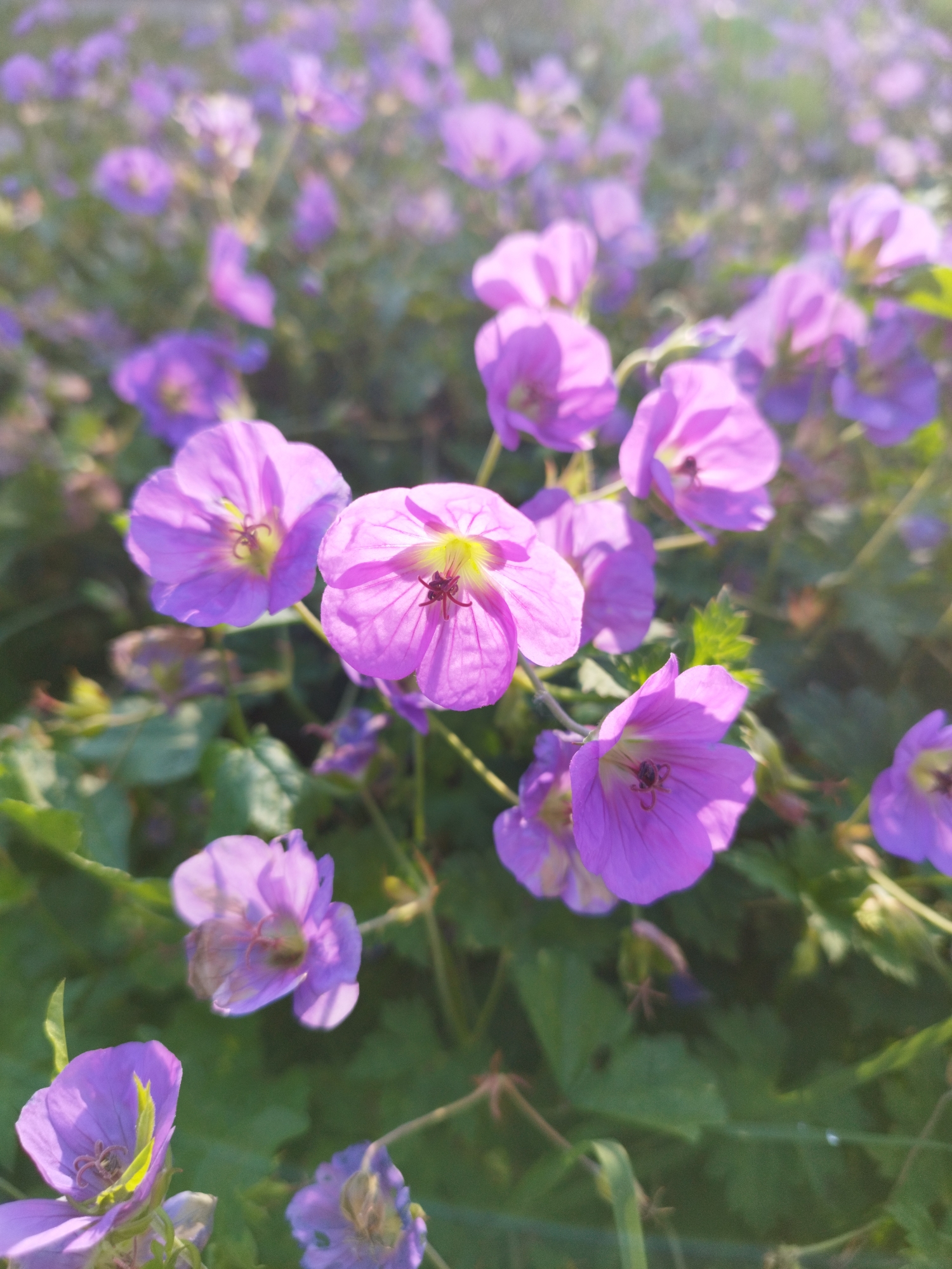 The image displays a close-up, slightly blurred view of a cluster of vibrant purple flowers, likely Geranium, bathed in soft, natural sunlight. The flowers are in various stages of bloom, with some petals fully open and others still unfurling. The background consists of more flowers and green foliage, creating a soft, bokeh effect. There are no people or man-made structures visible in the image, suggesting an outdoor, natural setting. The lighting indicates it is daytime, possibly late afternoon due to the warm tones and soft shadows. The image does not contain any specific visual cues to pinpoint its location within Bucharest, Romania, beyond being an outdoor floral scene.
