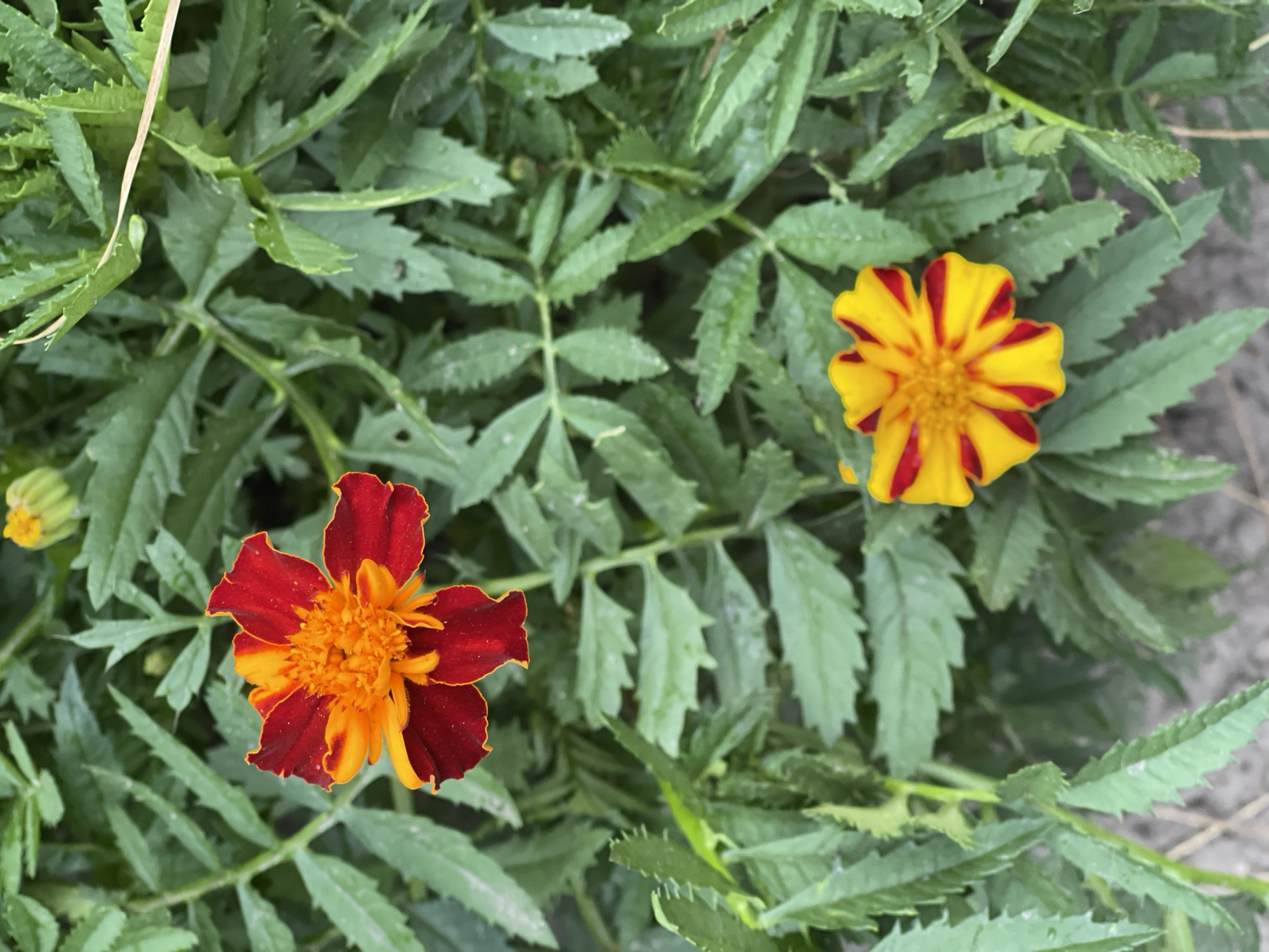 Two marigold flowers are in focus, set against a backdrop of lush green foliage. The flower on the left is a deep red with fiery orange accents radiating from its center, its petals slightly curled. The flower on the right is a vibrant yellow with striking red stripes running through each petal, its center a burst of tiny yellow florets. Both flowers display the characteristic serrated edges of marigold petals.
The surrounding leaves are a deep, healthy green, some appearing slightly wet, suggesting recent rain or dew. The texture of the leaves is finely toothed, creating a dense and intricate pattern. The ground beneath the foliage is a muted, sandy brown, hinting at a garden or natural outdoor setting. The lighting suggests it could be daytime, possibly late morning or early afternoon, with soft illumination that highlights the colors and textures of the flowers and leaves. There is no visible text in the image. The overall impression is one of natural beauty and vibrant life.