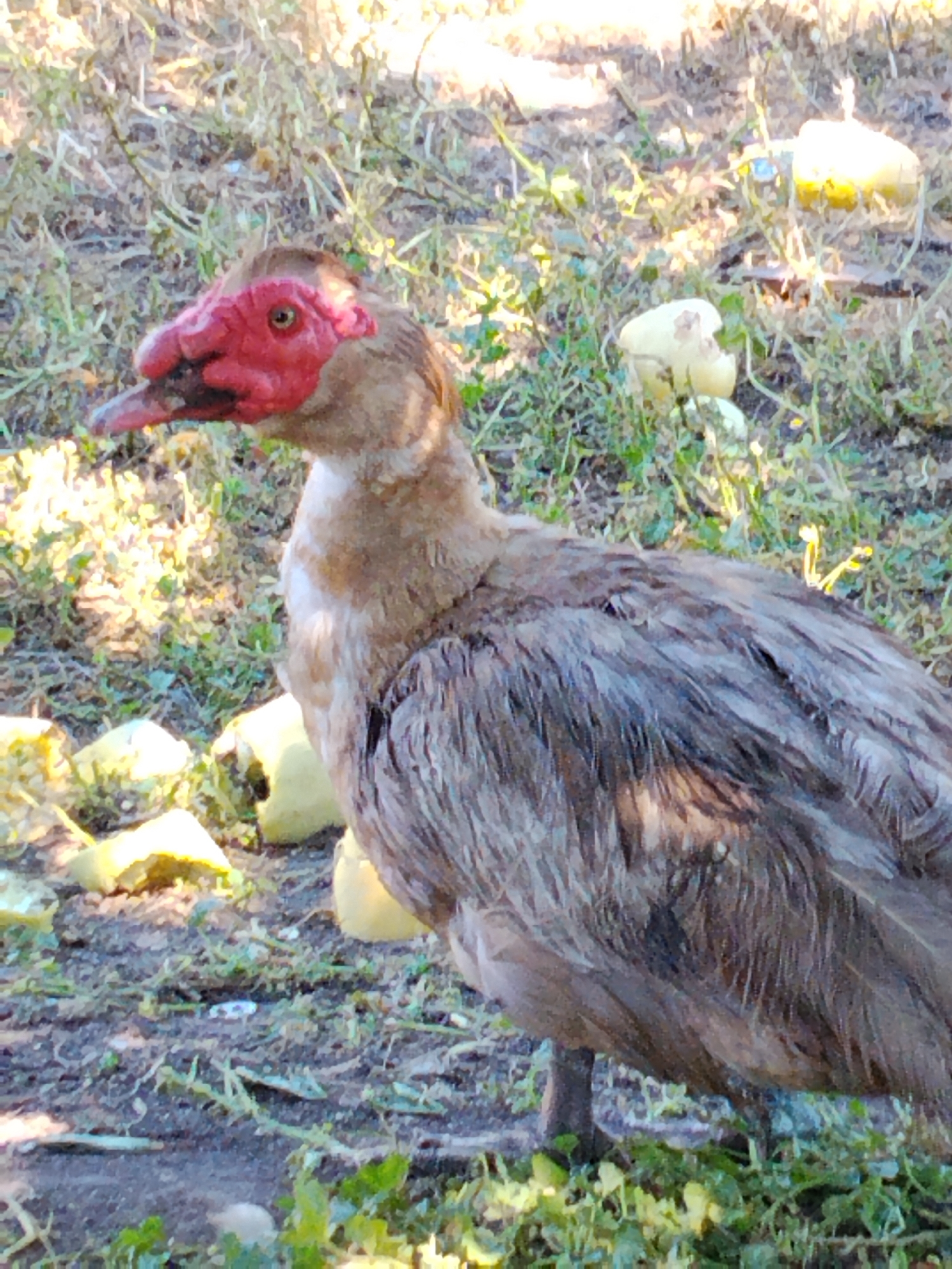 A Muscovy duck with a prominent red warty face stands in a grassy area with some scattered yellow objects, possibly pieces of fruit or vegetables, in Ustyvytsia, Ukraine. The duck is facing left and appears to be looking towards something off-camera. Its feathers are a mix of brown and gray. The background consists of dry grass and dirt. The lighting suggests it is daytime, with sunlight casting shadows.