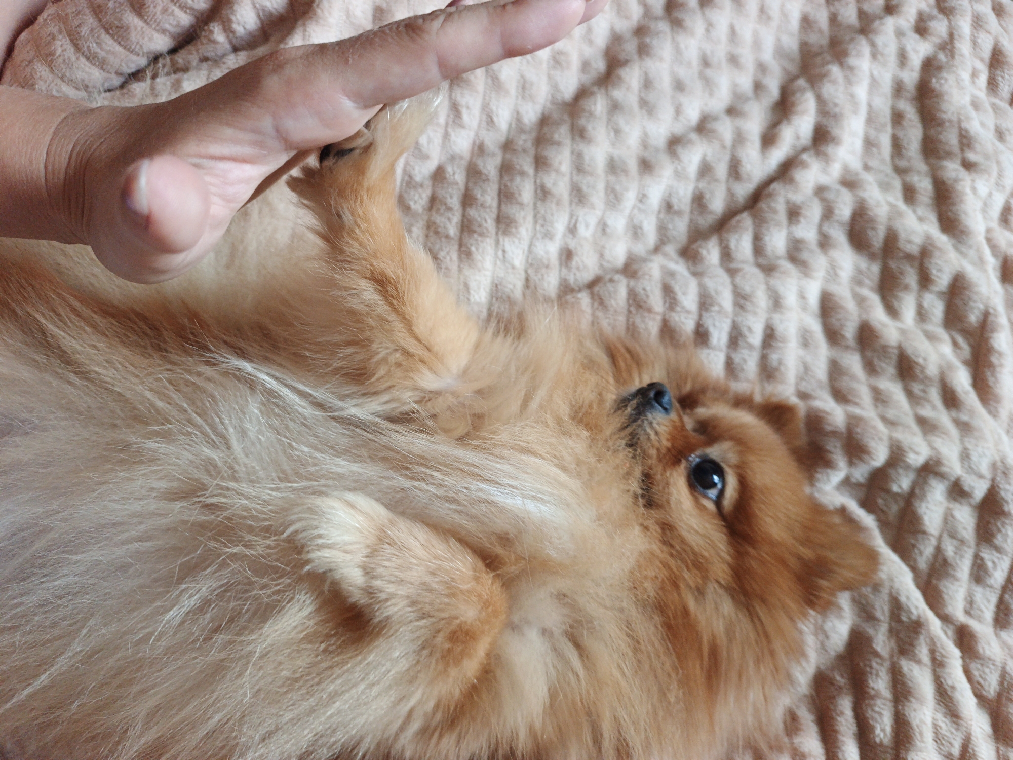 A Pomeranian dog, lying on its back on a textured, light brown blanket, is viewed from above. The dog's fur is a rich golden-brown, with lighter fur on its belly. Its eyes are dark and watchful, and its nose is black. A person's hand, with visible knuckles and a fingernail, is touching the dog's paw. The image does not contain any information about the city of Zlatoust, Russia.