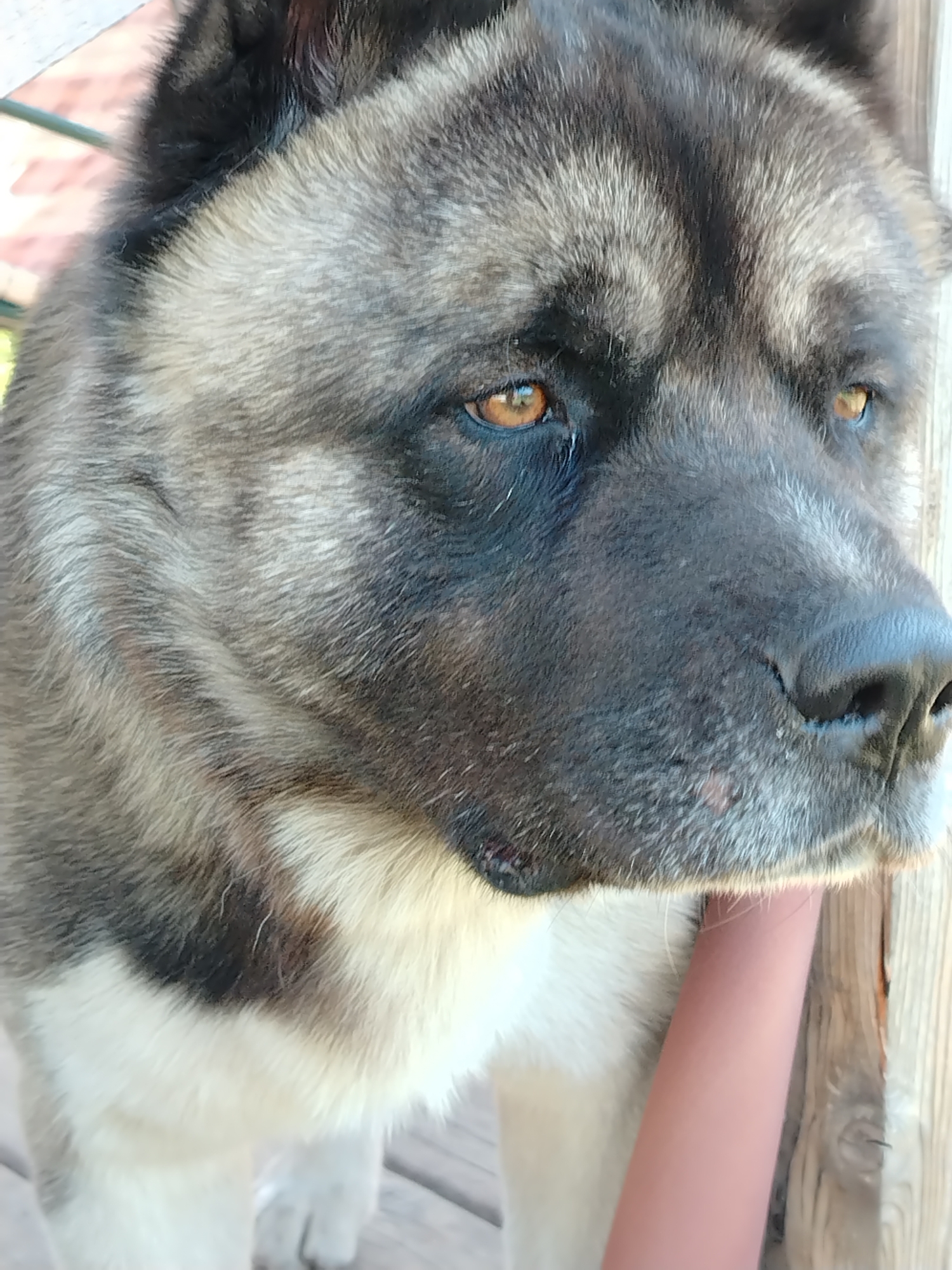 A close-up portrait in Рассвет, Russia, features a large Akita-type dog, its head, neck, and upper chest filling the frame. The dog exhibits a thick, double coat with an agouti pattern of dark gray, black, and tan fur on its head and back, contrasting with cream and white fur on its chest and lower muzzle. Dark fur forms a distinct mask around its amber-brown, almond-shaped eyes, which are directed slightly to the right. Its prominent nose is black and appears moist. Erect, dark-furred ears are partially visible at the top of its head. A human forearm with light tan skin is visible in the lower right, resting against the dog's chest. The blurry outdoor background shows light-colored wooden planks below, consistent with a deck or porch, and indistinct reddish-brown structures and green foliage in the upper left. The scene is illuminated by bright natural light.