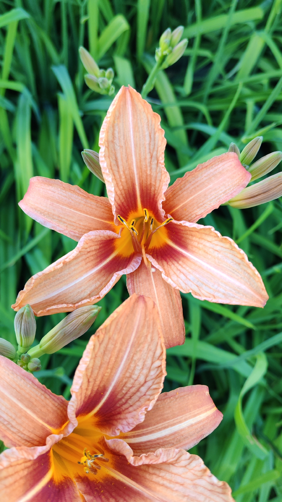 A close-up, high-angle shot captures two vibrant orange daylilies against a backdrop of lush green foliage. The lily in the foreground, positioned at the bottom of the frame, is partially cropped, revealing its lower petals and the bright yellow and maroon center. The second lily, more fully visible and situated above and to the left, displays its delicate, ruffled orange petals with intricate reddish-brown markings radiating from the center. The center of this lily features bright yellow stamens tipped with dark pollen. Several unopened green buds are visible throughout the background, interspersed with the long, blade-like green leaves of the daylily plants. The lighting suggests an outdoor setting, likely during daylight hours, with the natural light highlighting the texture and color of the flowers. There are no people or man-made objects present in the image. The scene is one of natural beauty and growth within a garden or natural landscape.