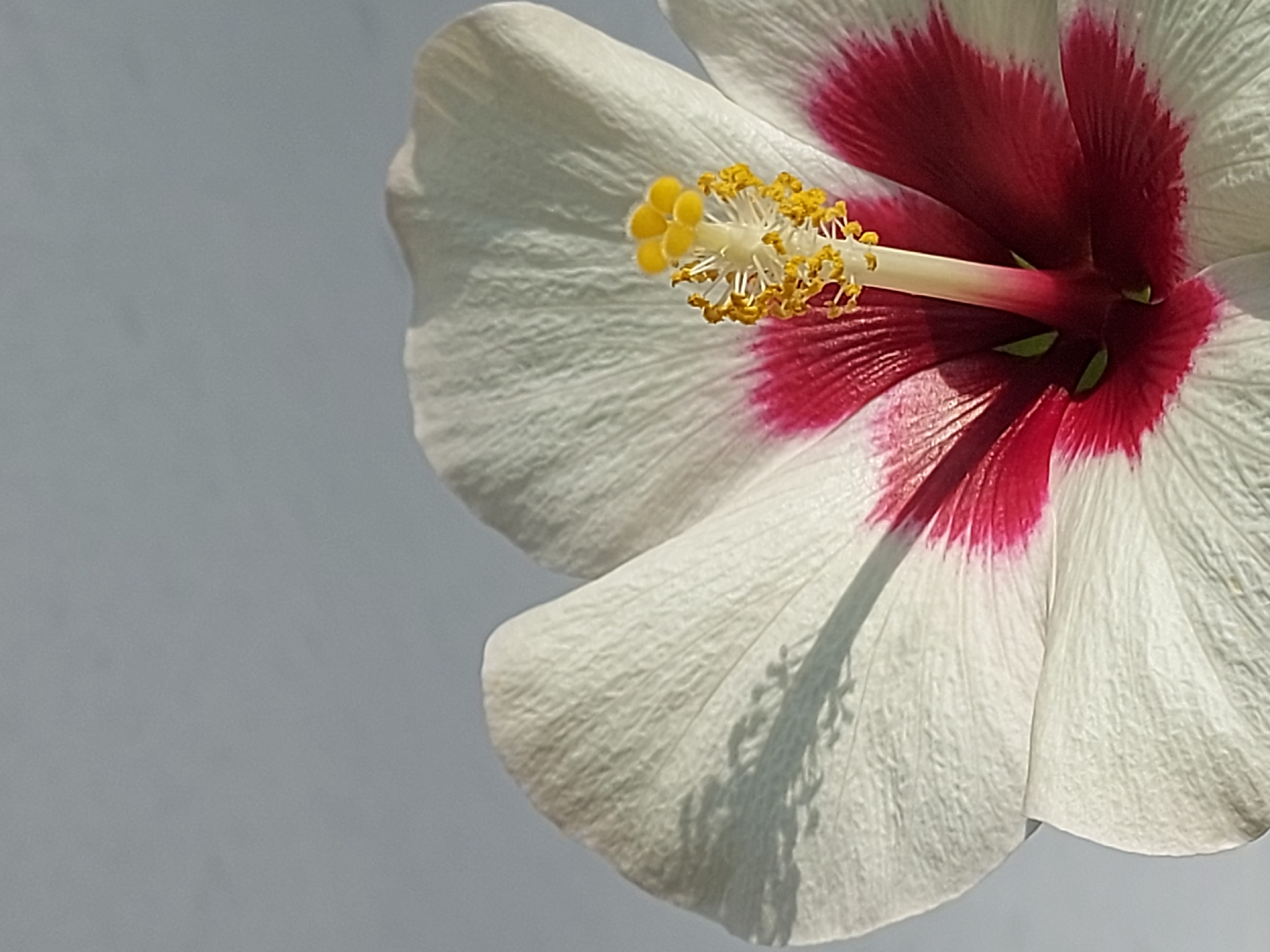 A close-up photograph shows a white hibiscus flower with a red center. The flower features prominent yellow stamens. The background is a pale blue-grey color. The location of the photograph is not discernible from the image.