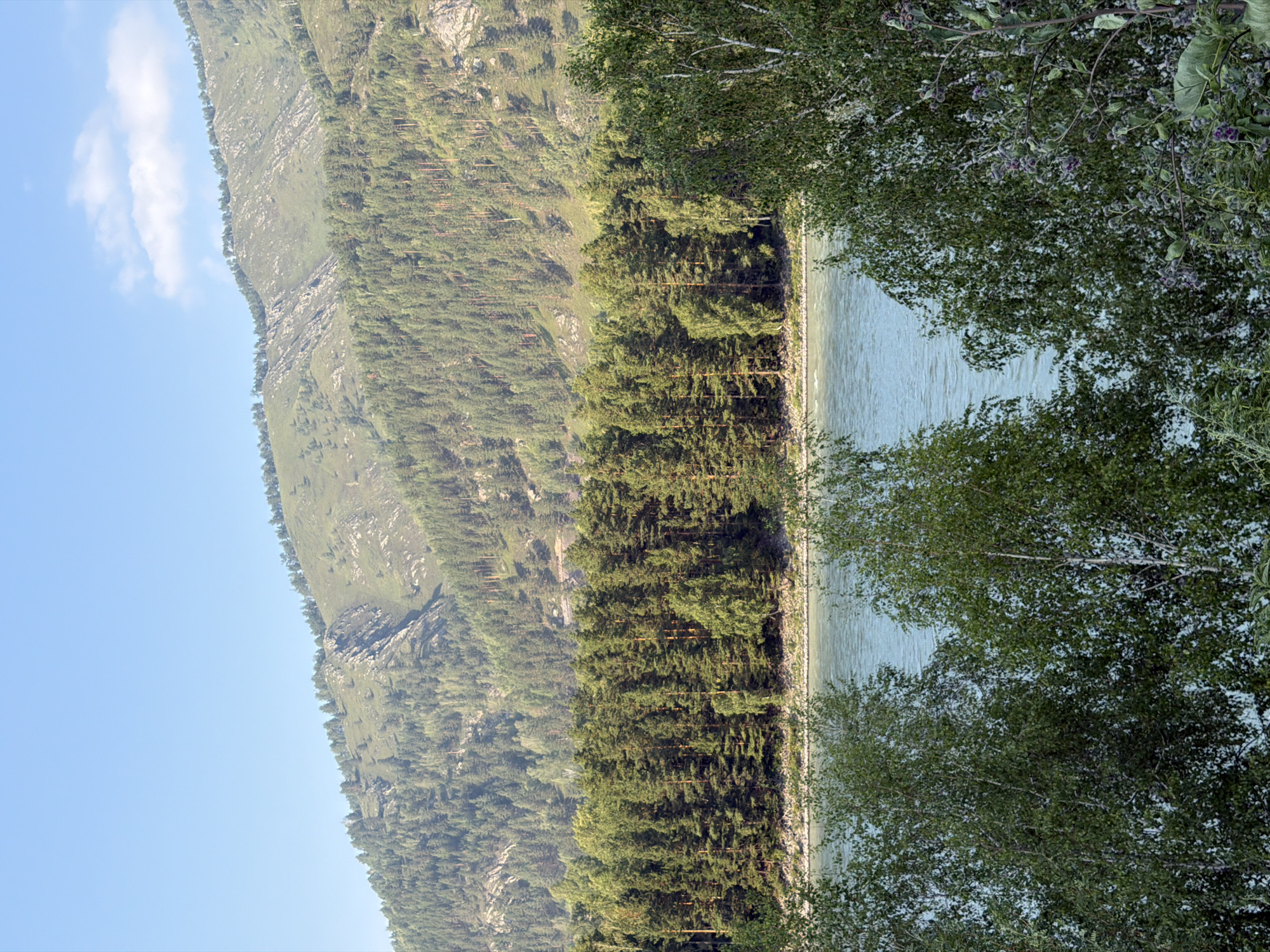 The image depicts a serene natural landscape with a wide river in the foreground, reflecting the bright, clear blue sky. Lush green trees line the riverbank, forming a dense forest that extends to the base of a majestic mountain range. The mountains are covered with a mix of trees and rocky outcrops, with a lighter patch of sky visible above them. In the lower right corner, closer to the viewer, are some leafy green trees and shrubs, with some purple thistle-like flowers. The scene is bathed in natural light, suggesting it was taken during the daytime. The location is identified as Anos, Russia, implying a mountainous and forested region with a significant river. No people or man-made structures are visible, emphasizing the wild and untouched nature of the environment.