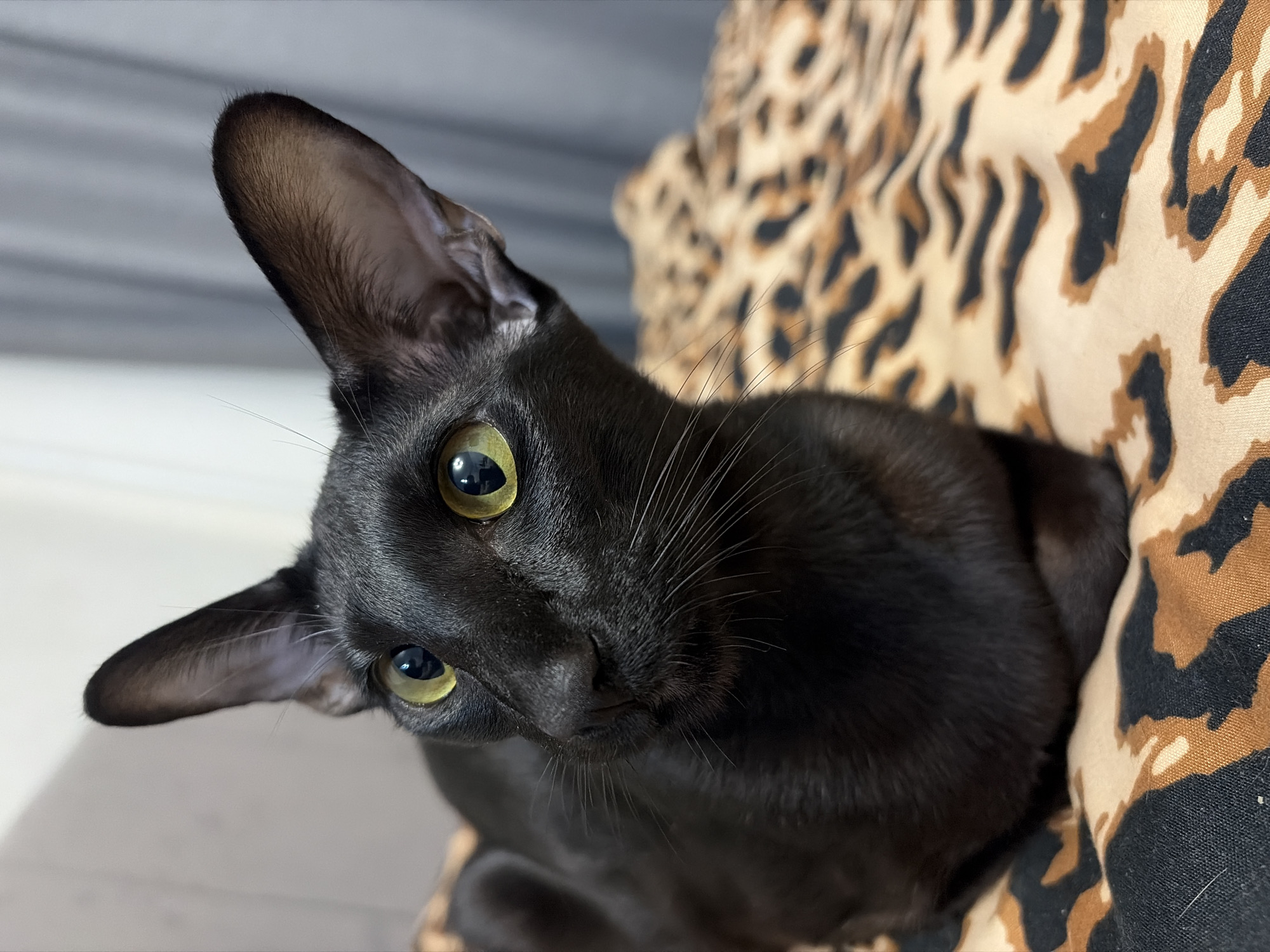 This is a close-up, low-angle, eye-level shot of a black cat with large, alert, lime-green eyes. The cat is positioned on a surface with a leopard print pattern, suggesting it is on furniture or a soft material. Its head is tilted, and one large ear is clearly visible, angled upwards and forward. The cat's sleek black fur contrasts with the patterned background. The lighting appears to be natural, coming from the left, casting subtle shadows and highlighting the cat's features. The background on the left is blurred and appears to be a neutral-toned, slatted surface, possibly a wall or a blind.
The cat's expression is curious and direct, with its gaze fixed on the camera. Its prominent whiskers are visible, fanning out from its muzzle. The overall mood is intimate and focused on the animal. There is no visible text in the image. The scene suggests a domestic setting, likely indoors. The specific location context of Chaikovsky, Russia, is provided but not visually evident in the image itself. The time of day and weather are not discernible from the photograph. The cat's pose and direct gaze suggest it is aware of being photographed and is perhaps posing or observing its surroundings.