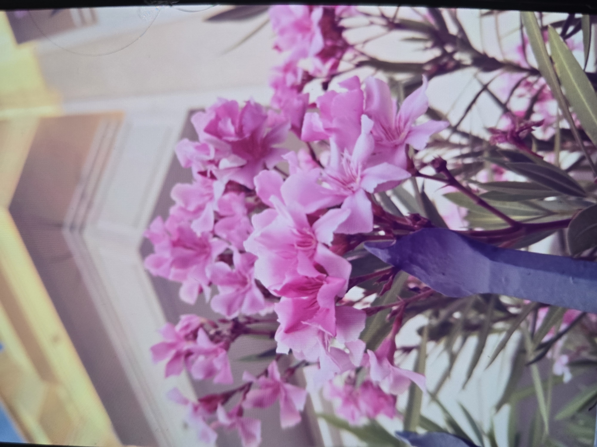 The image shows a close-up view of pink oleander flowers in bloom, with a building in the background. The building appears to be a light-colored structure with architectural details. The flowers are the primary subject, with their delicate petals and vibrant color filling the foreground. There are also hints of green foliage from the plant. Two dark, pointed objects, possibly part of a fence or railing, are visible in the lower portion of the image. The lighting suggests it is daytime, with sunlight illuminating the scene. There are no people or animals visible in the image. The overall impression is one of a natural element set against an urban backdrop.
