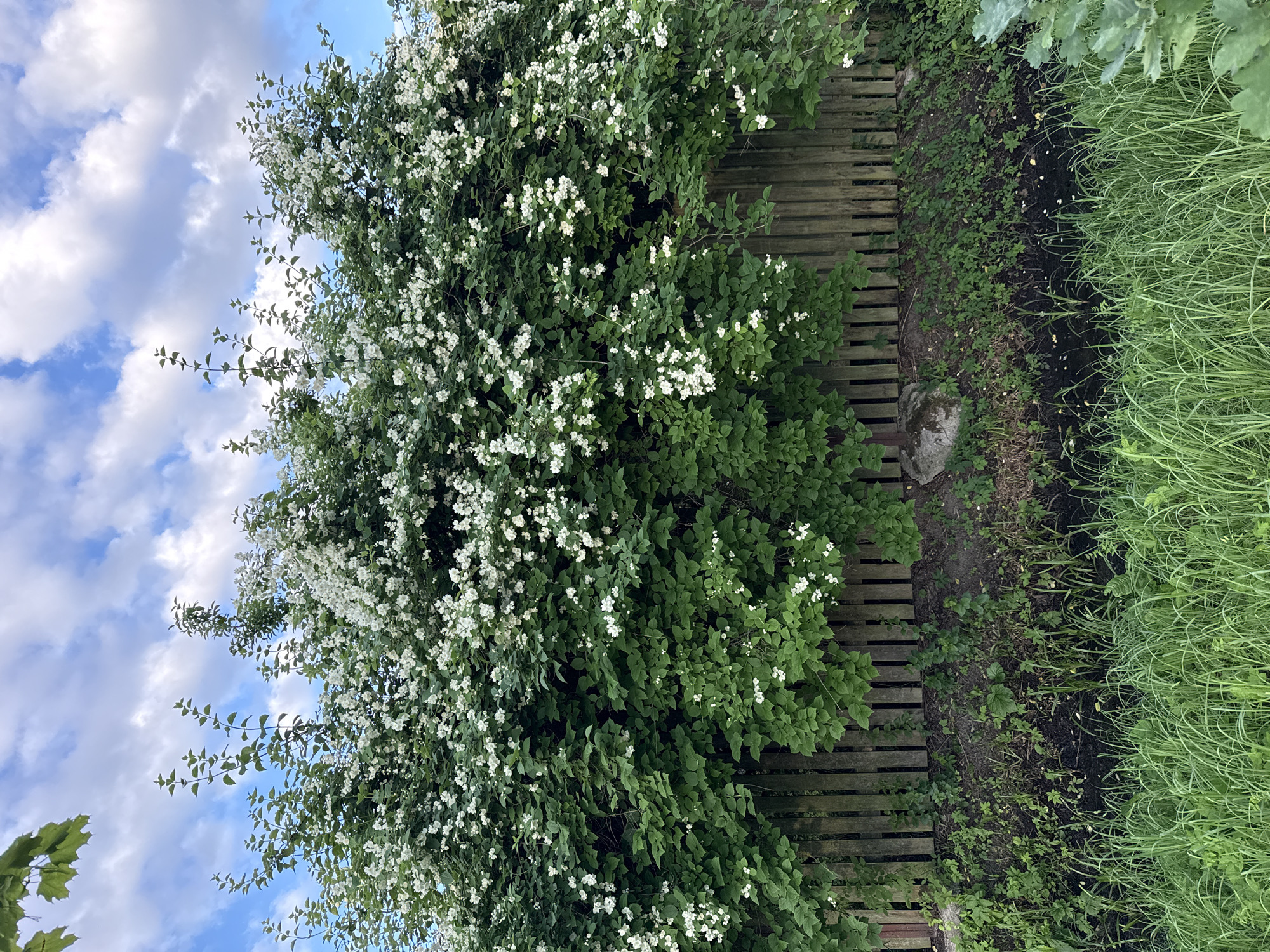 The image depicts a lush, overgrown bush laden with white flowers, set against a backdrop of a cloudy blue sky and a weathered wooden fence. The bush, which appears to be a mock orange or jasmine due to its prolific white blooms and dense green foliage, dominates the frame, spilling over the fence. The fence itself is constructed from vertical wooden planks, showing signs of age and weathering. Below the fence, a strip of dark soil is visible, sparsely populated with small green plants and grasses. In the foreground, a dense growth of tall green grass adds to the wild, naturalistic feel of the scene. The location is identified as Alexandrovskaya, Russia. There are no people or discernible actions taking place.