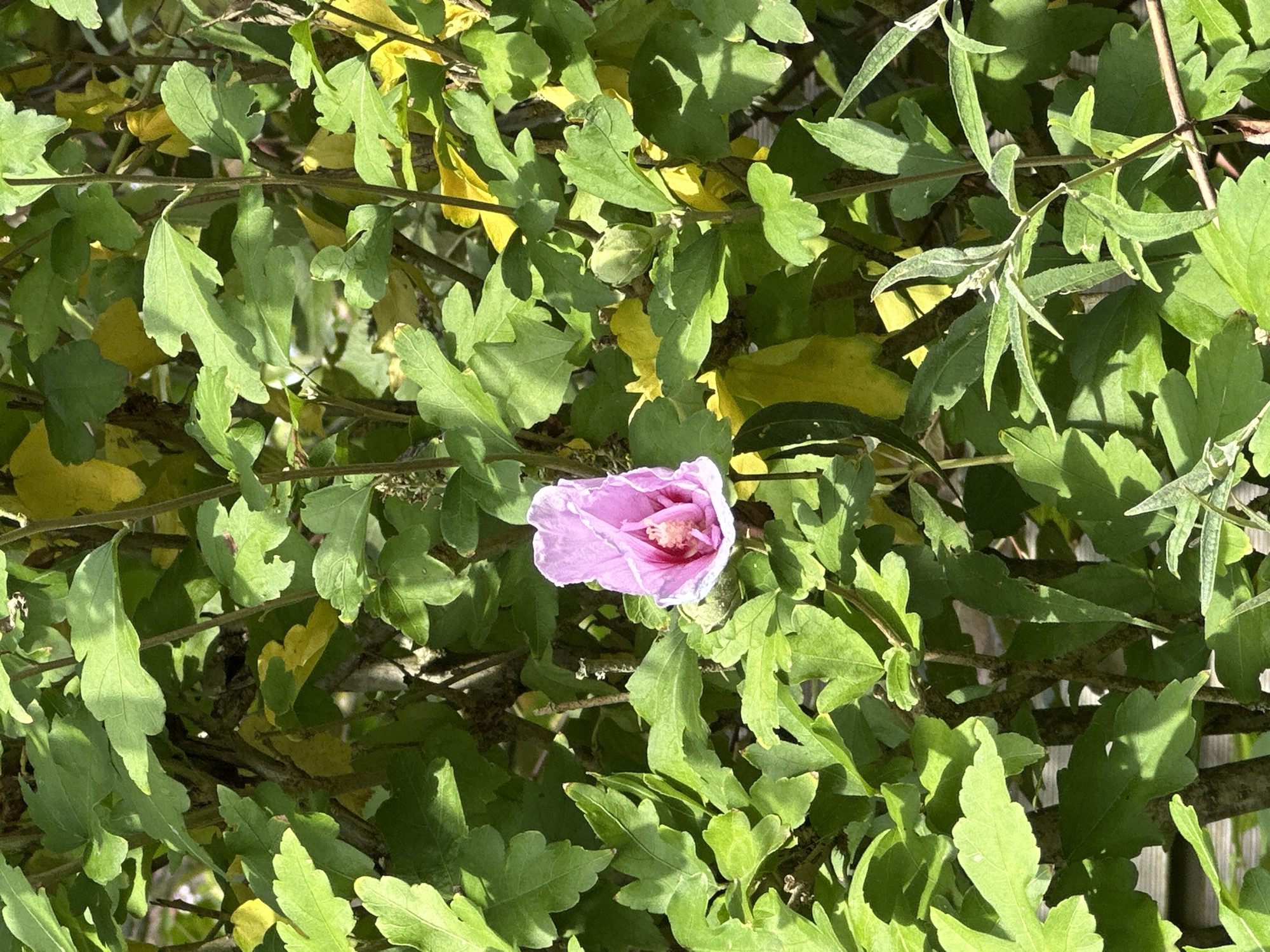 A single, partially opened, pink hibiscus flower is centered in the frame, surrounded by abundant green foliage. The flower's petals are a vibrant pink with darker pink veins, and the stamen and pistil are visible in the center. Several green leaves, some tinged with yellow, fill the background, creating a lush and somewhat dense natural setting. The lighting suggests it is daytime, with sunlight dappling through the leaves. The specific location of this scene in Krefeld, Germany, is not identifiable from the visual information provided.