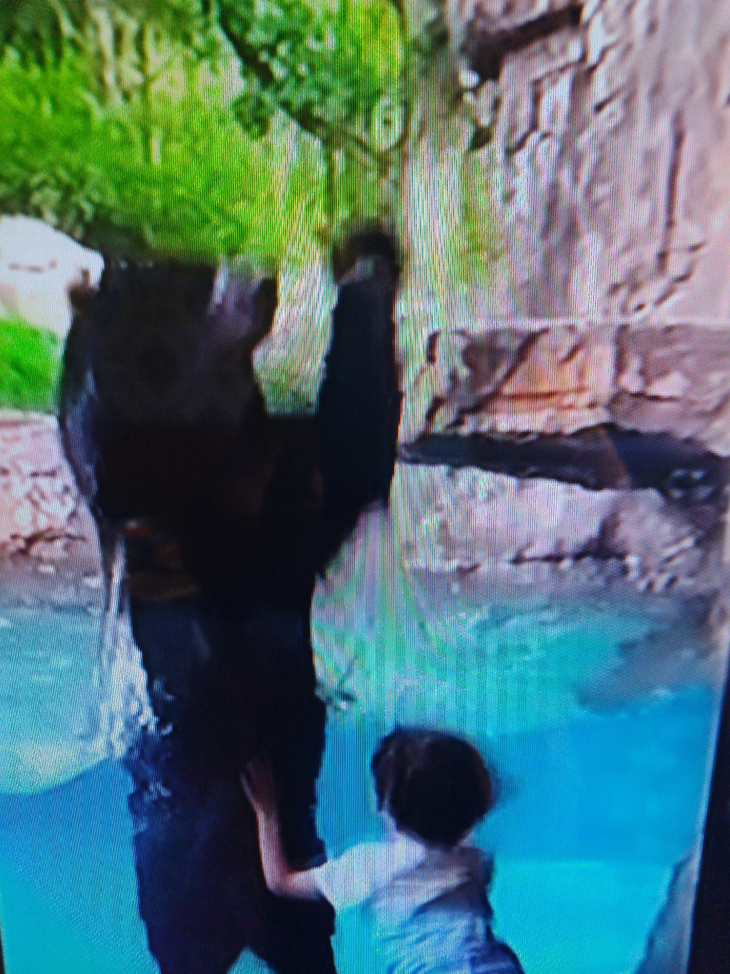 A large black bear stands on its hind legs in a pool of blue water, its front paws reaching up towards a rocky, brown wall. A small child, wearing a white shirt, stands in the water behind the bear, with their back to the camera, reaching up towards the bear's legs. The background is a blur of green foliage and more rock formations. The scene appears to be an enclosure, likely at a zoo or wildlife park. The location is not specified in the image.