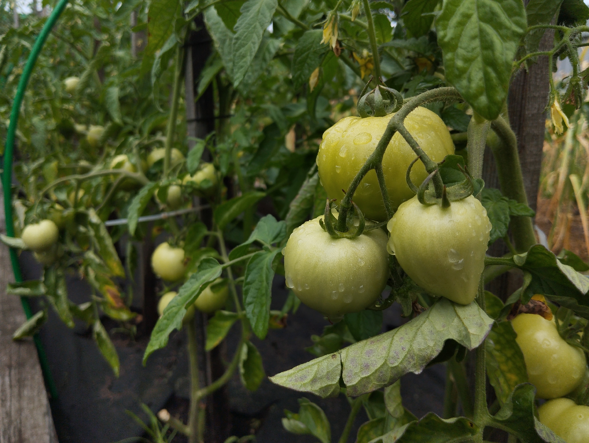The image shows a close-up of unripe tomatoes growing on a vine. The tomatoes are green and have water droplets on their surfaces, suggesting it has recently rained. The tomatoes are hanging from thick, green stems, surrounded by lush green leaves. In the background, other tomato plants and foliage are visible, creating a dense garden setting. A wooden stake and a green garden support ring are also present, indicating the plants are being cultivated and supported. The overall impression is one of natural growth and a focus on the details of the ripening fruit. The scene is an outdoor garden environment.