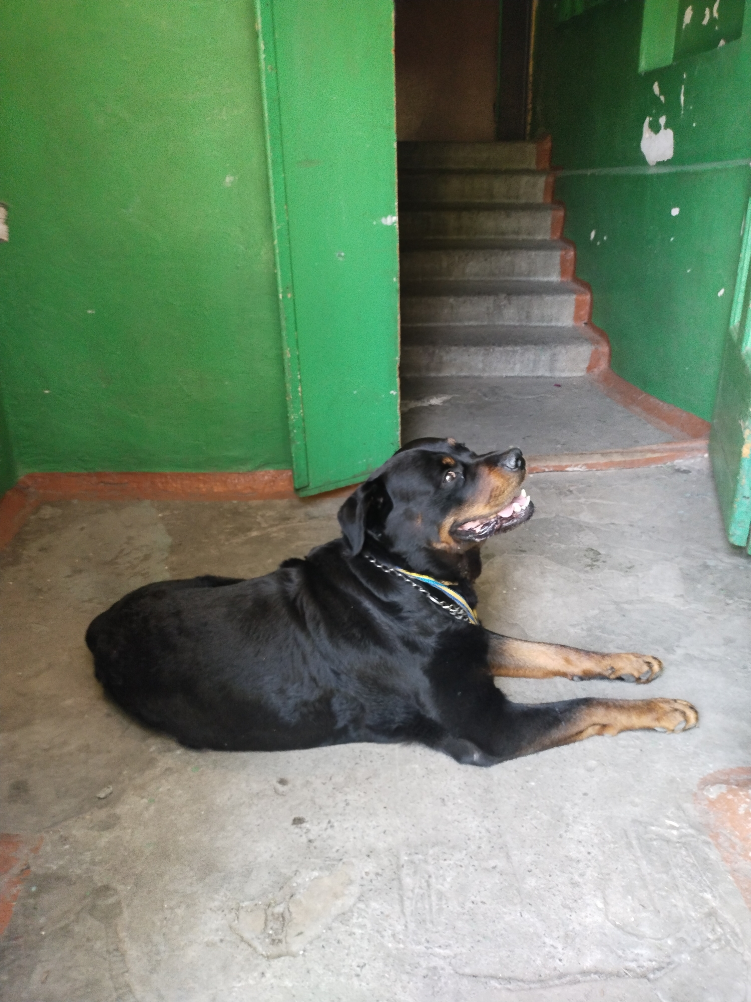 A Rottweiler dog is lying on a concrete floor, looking up and to the right with its mouth open. The dog is black with tan markings on its legs and face, and is wearing a silver chain collar with blue and yellow accents. The dog is in what appears to be an apartment building hallway in Horishni Plavni, Ukraine, with a green painted wall on the left and a staircase behind it. The staircase has concrete steps with a reddish-brown trim. The lighting suggests it is daytime, possibly indoors or in a shaded outdoor area. The scene is sparse, with no other people or animals visible.