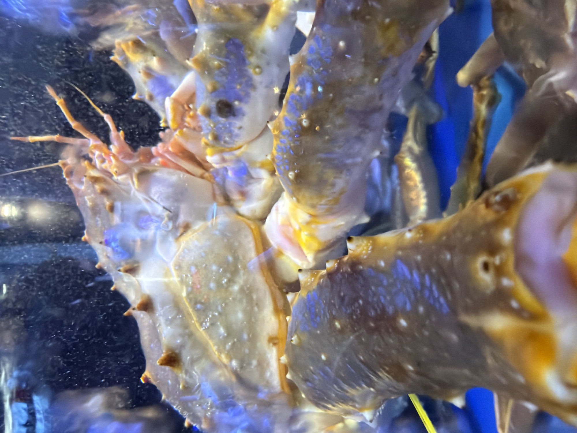 The image shows a close-up of a King Crab inside an aquarium, likely for display or consumption. The crab is mostly brown and white, with some yellow markings. Its shell has several small spines or knobs. The water in the aquarium is clear, with a bluish tint. The photo was taken inside an aquarium in Seoul, South Korea.