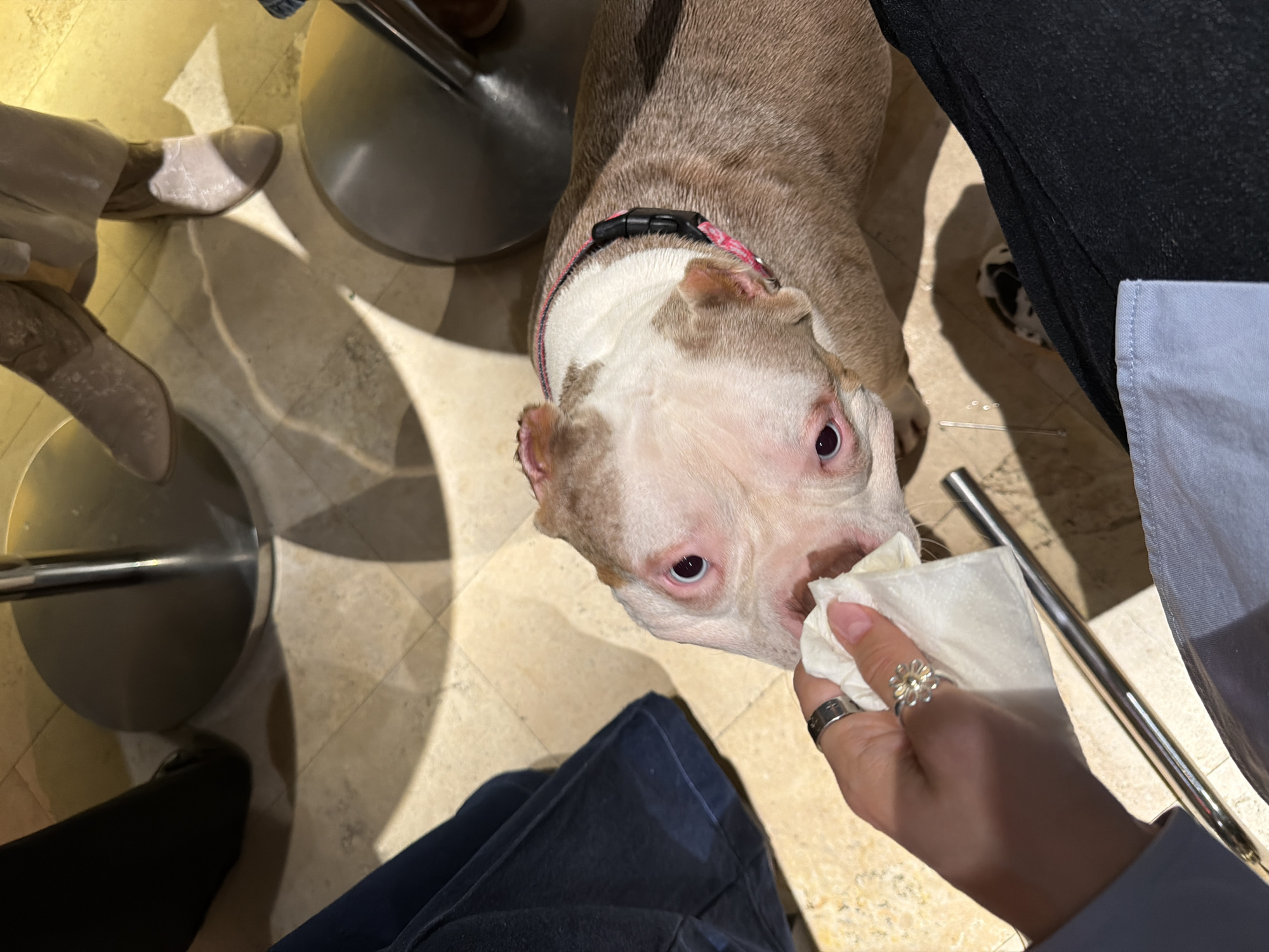 The scene is an indoor setting with a tiled floor and multiple chairs with metal bases. A dog with a pink collar is the focal point, its head turned towards a hand holding a white tissue. The person holding the tissue wears two rings. The overall view is from above, looking down on the scene. There is no information indicating the location is in Moscow, Russia.