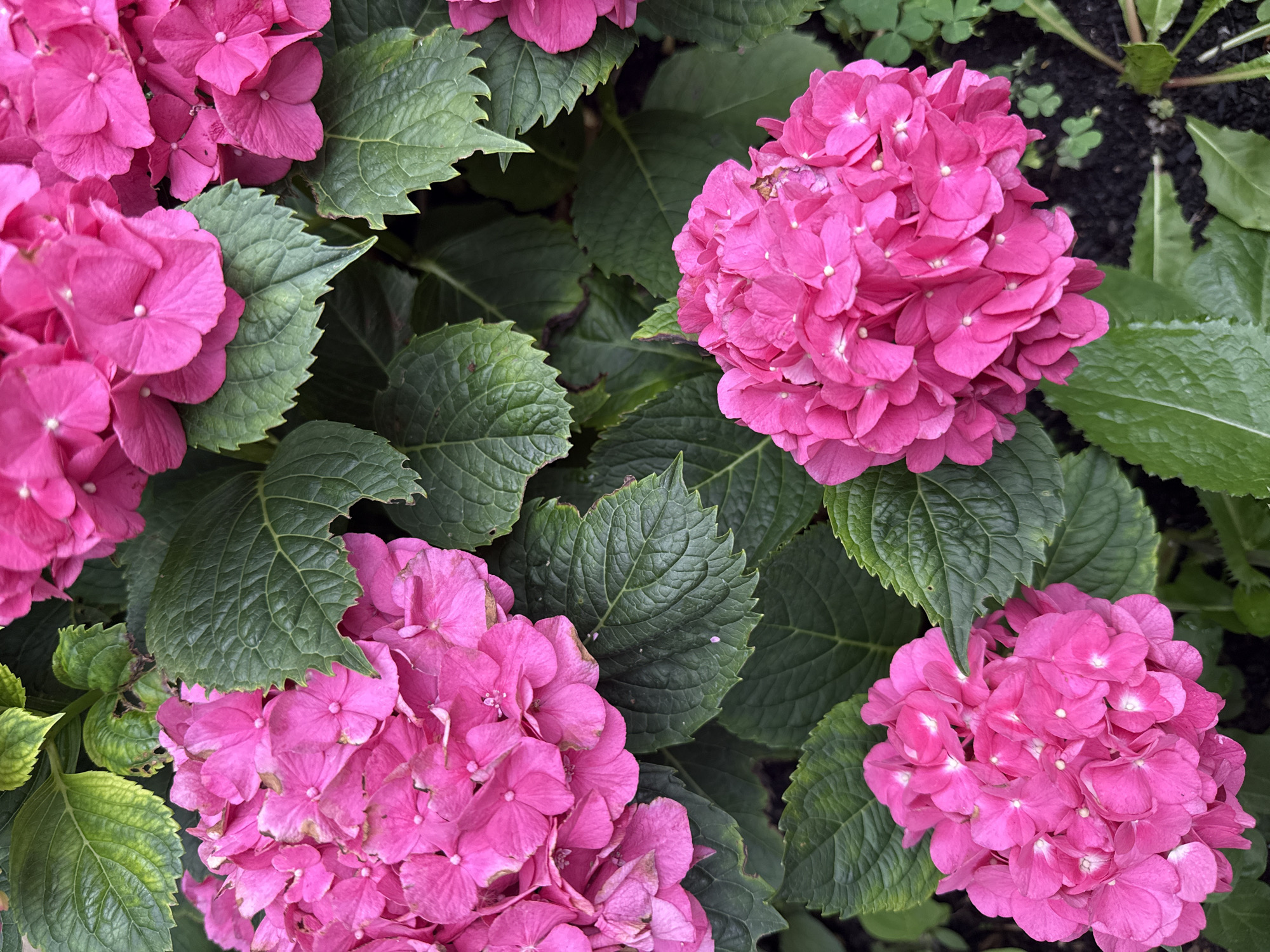 A close-up, overhead shot displays a cluster of bright pink hydrangeas with lush green leaves. The flowers are in various stages of bloom, with some fully open and others beginning to wilt. The leaves are large and textured, with serrated edges and visible veins. The background is a mix of dark soil and some smaller green plants, possibly clover. The scene appears to be a garden or park in Fairview Township, United States of America.